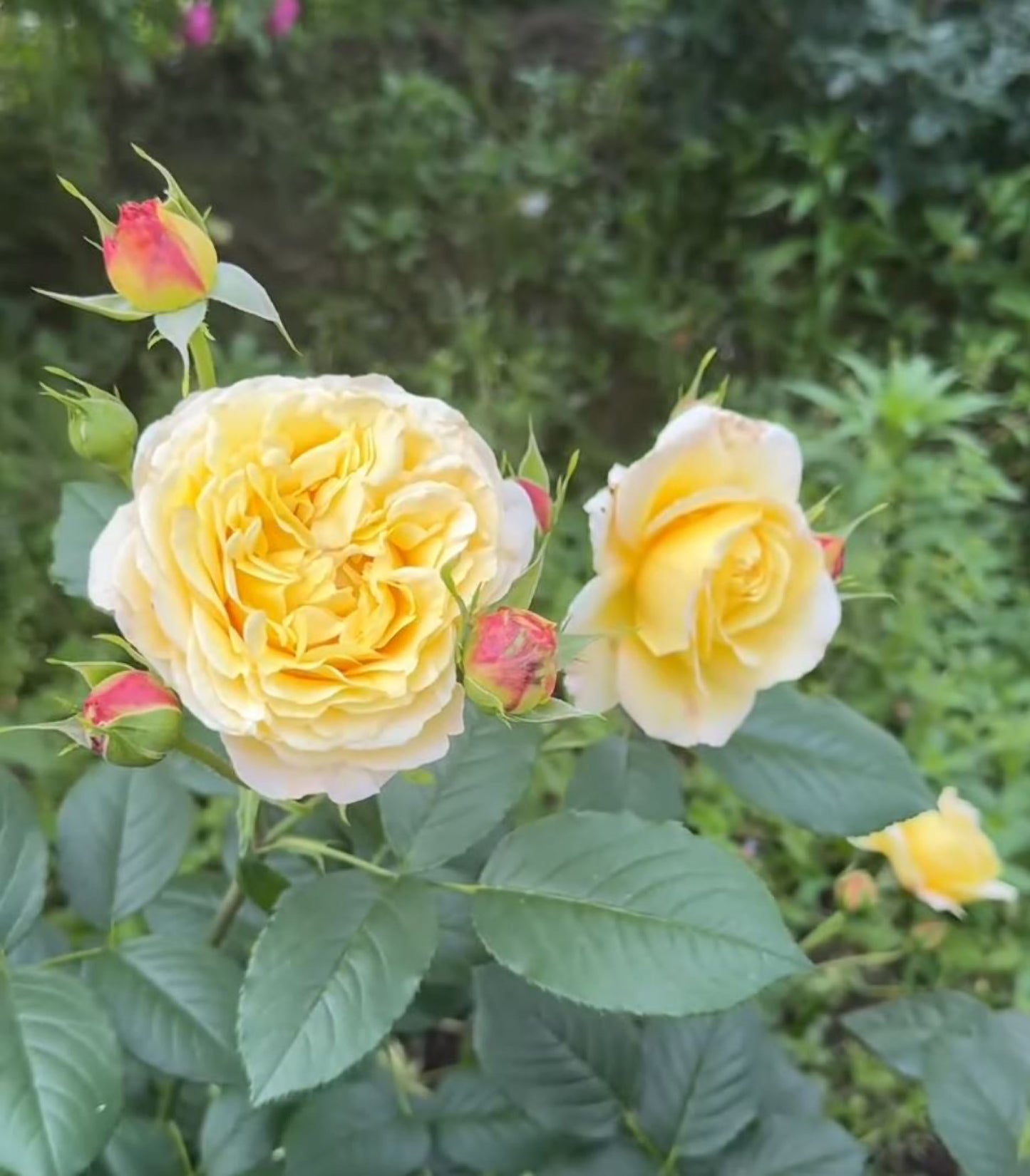 #SPF165, France Info 法国电台,Shrub Rose, Non-Grafted/Own Root.