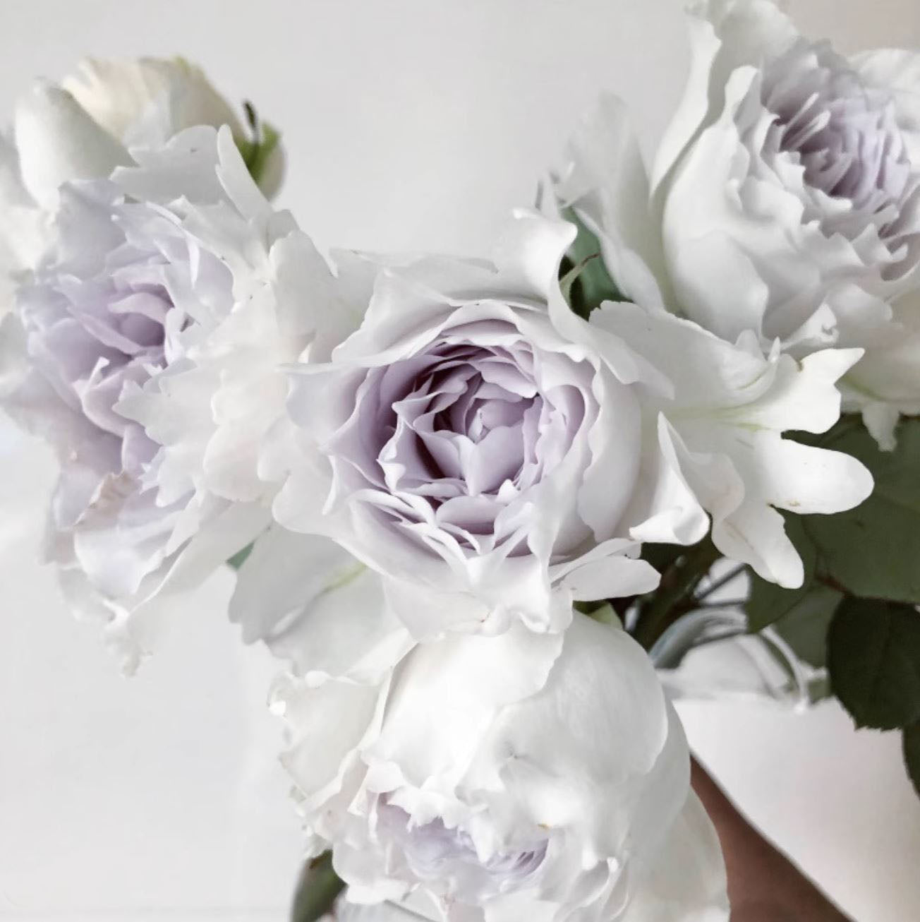 #SPJ078,Gabriel 加百列大天使, Japanese Shrub Rose, Strong fragrance. Non-Grafted/Own Root.