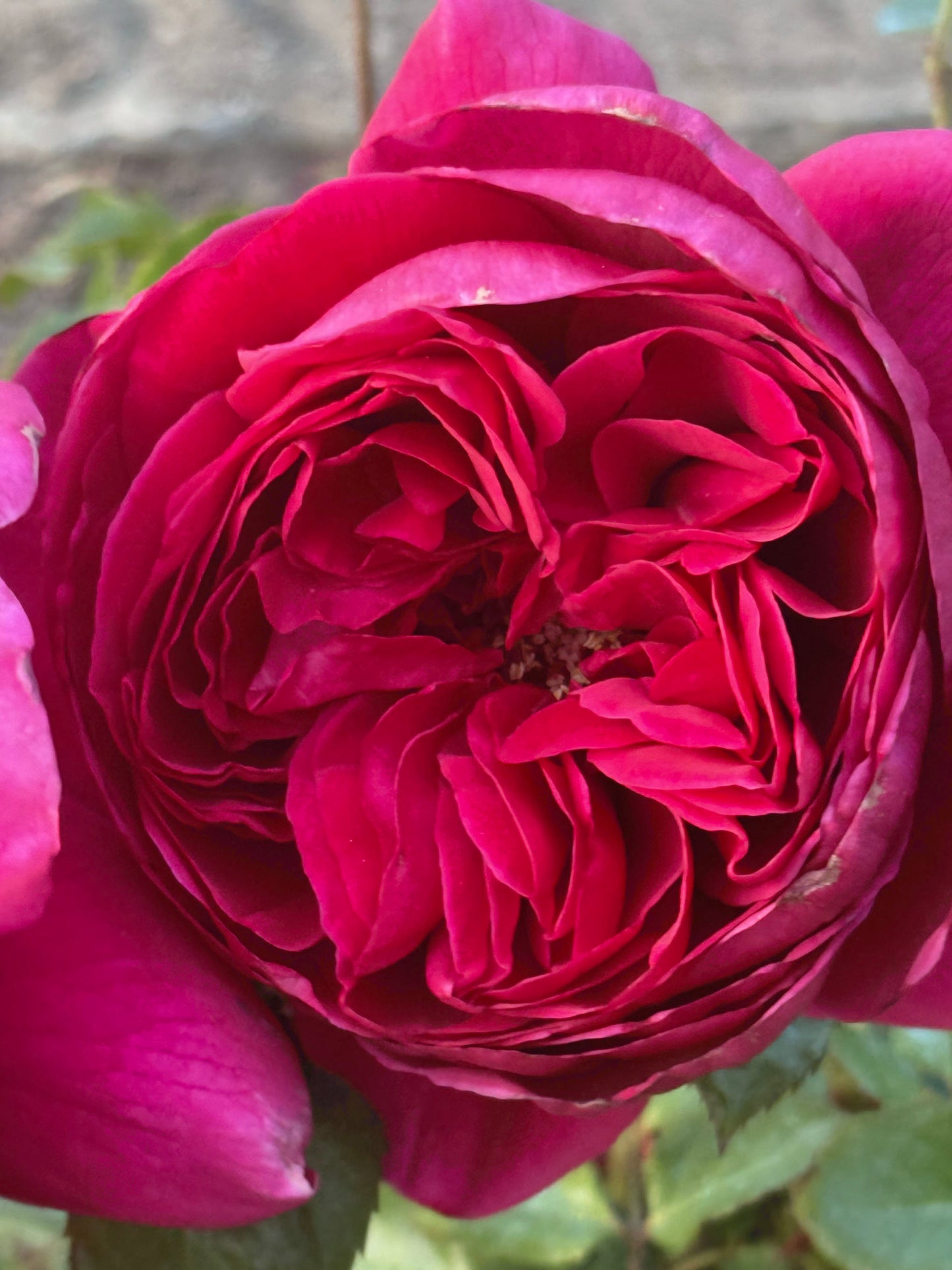 #SPJ015 , Cantina 伊芙酒窖, Japanese Shrub Rose, Strong fragrance. Non-Grafted/Own Root.