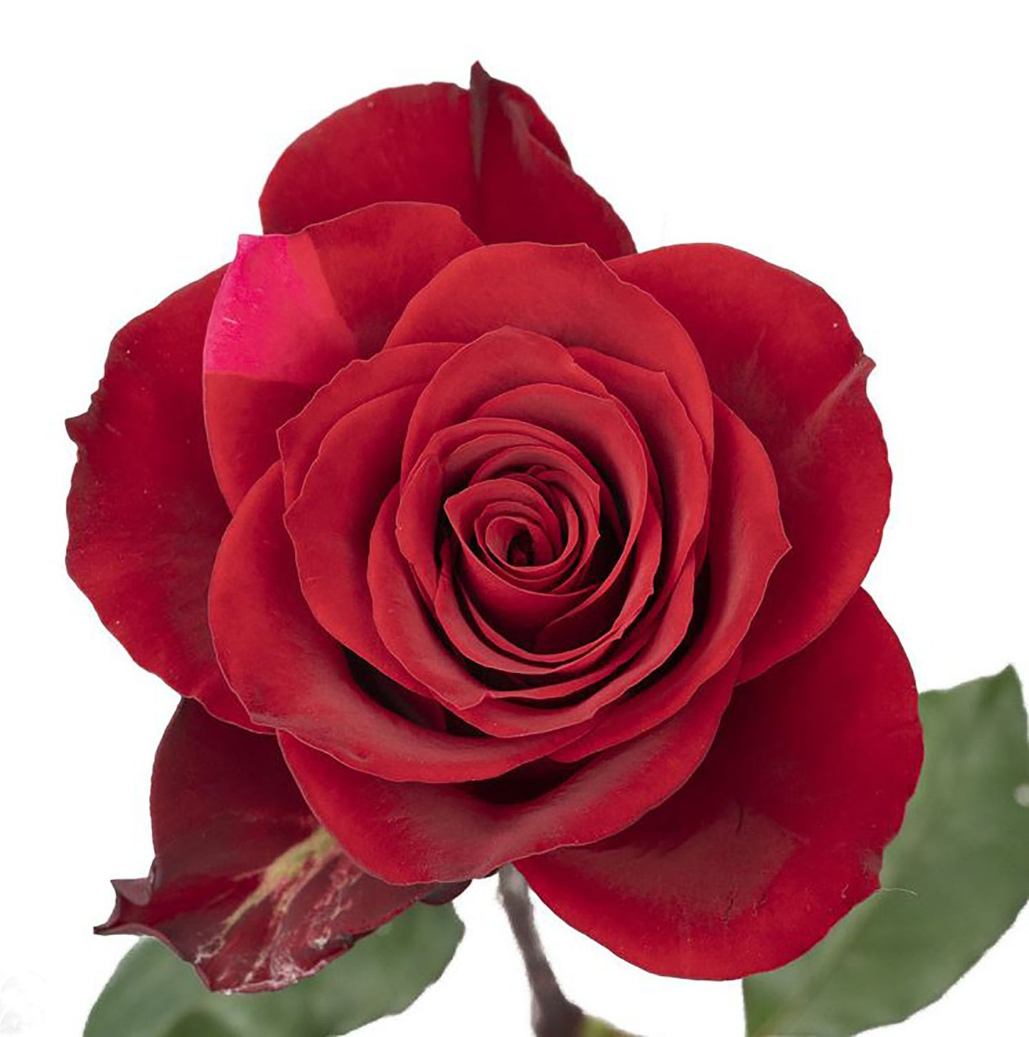 Rose Red Plateau 高原红,Non-Grafted/Own Root.