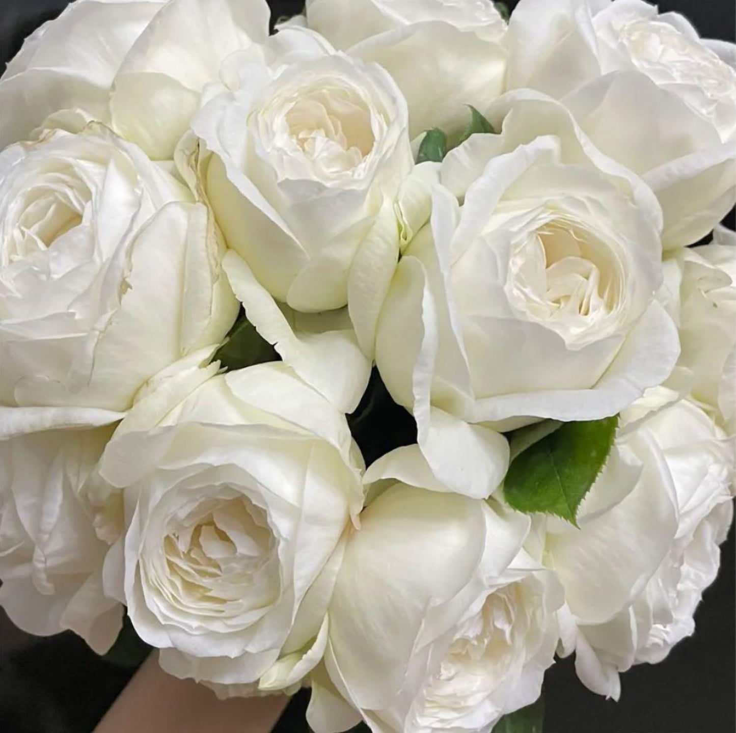 #SPJ145,Roads of wedding 婚礼之路,Japanese Florist Shrub Rose. Non-Grafted/Own Root.