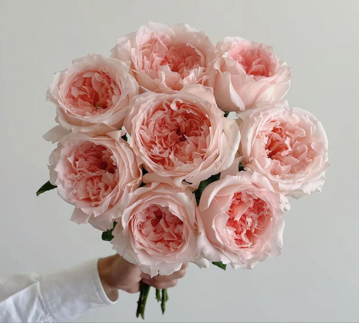 #SPJ115, Flow 涌流, Japanese Florist Shrub Rose.