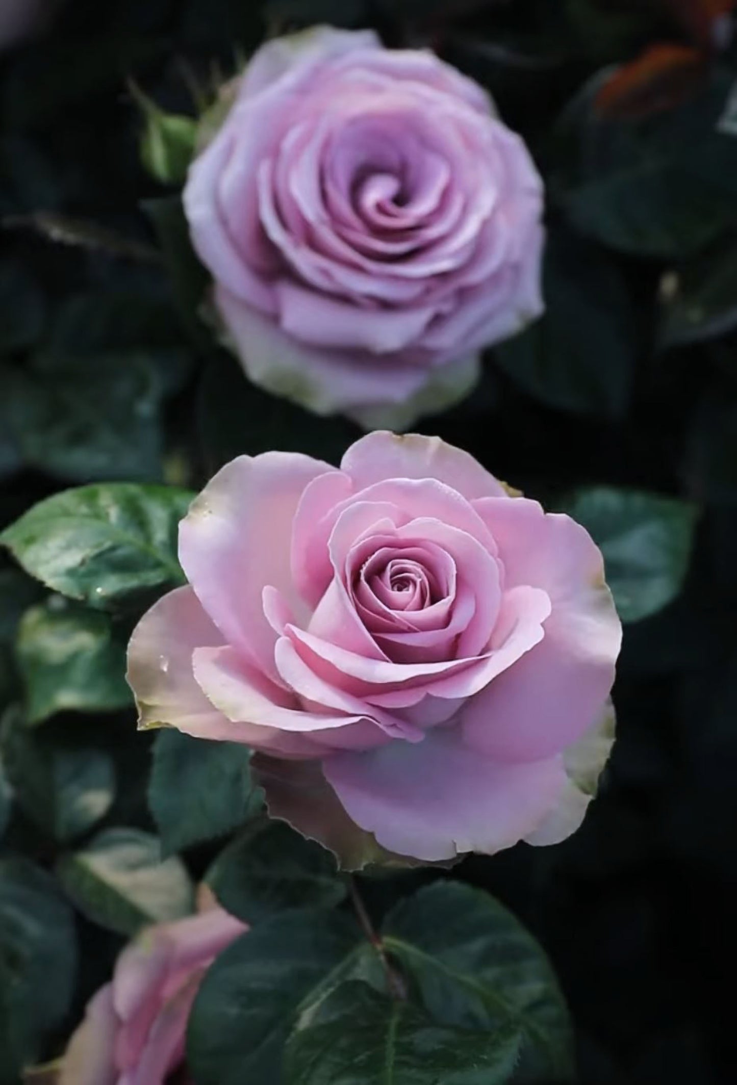 #SPN147, Tiara 罗马新娘,Florist Shrub Rose, Non-Grafted/Own Root.