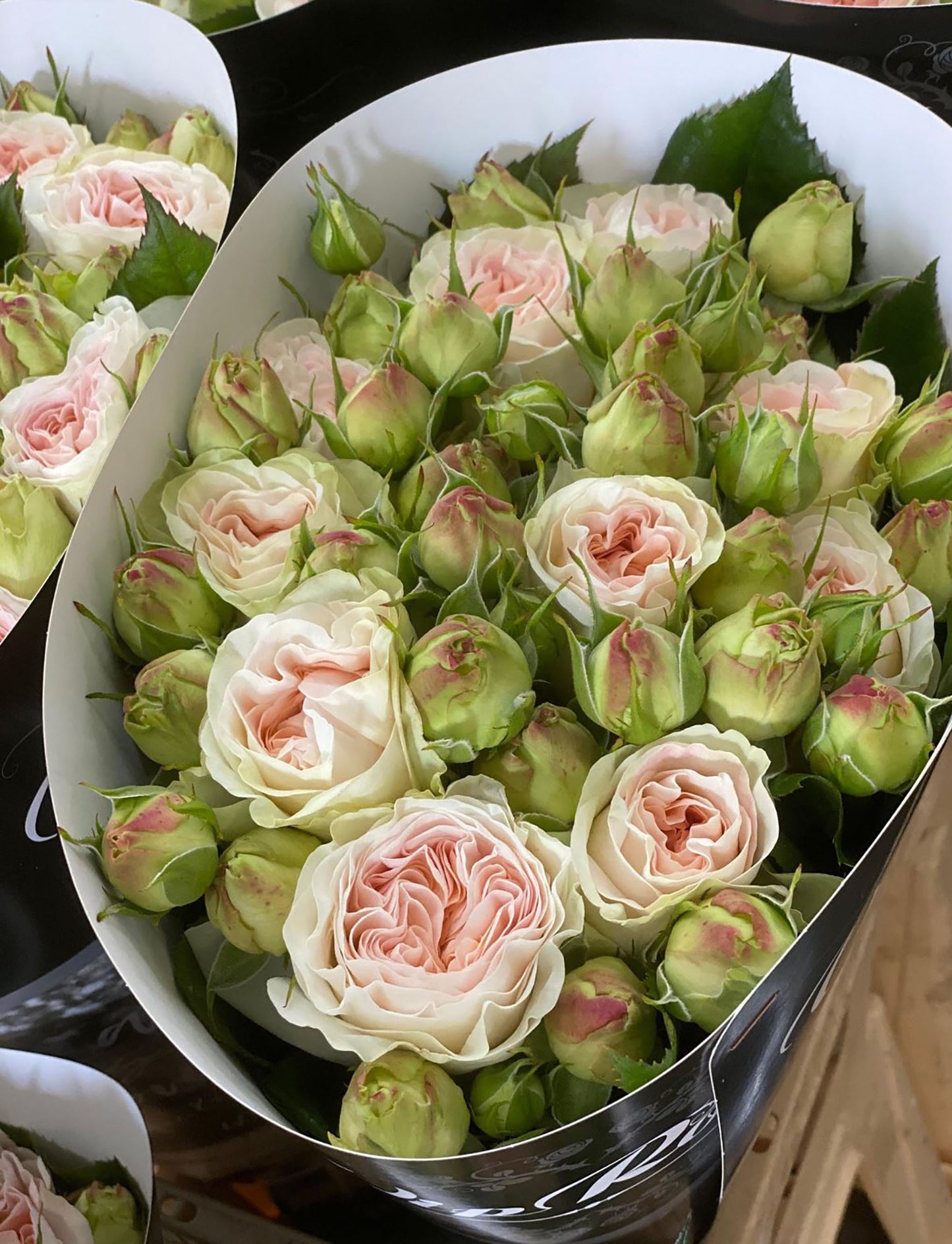 #SPN040,extremely similar to Lorena Summerhouse 蕾娜山庄, Florist Shrub Rose, Heat-tolerant, disease-resistant, Non-Grafted/Own Root.