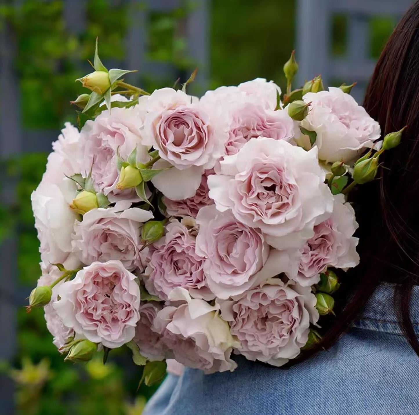 Dawn's Fragance 露凝香,Shrub Rose, Fragrant and Thornless, Strong Disease Resistance, Non-Grafted/Own Root.