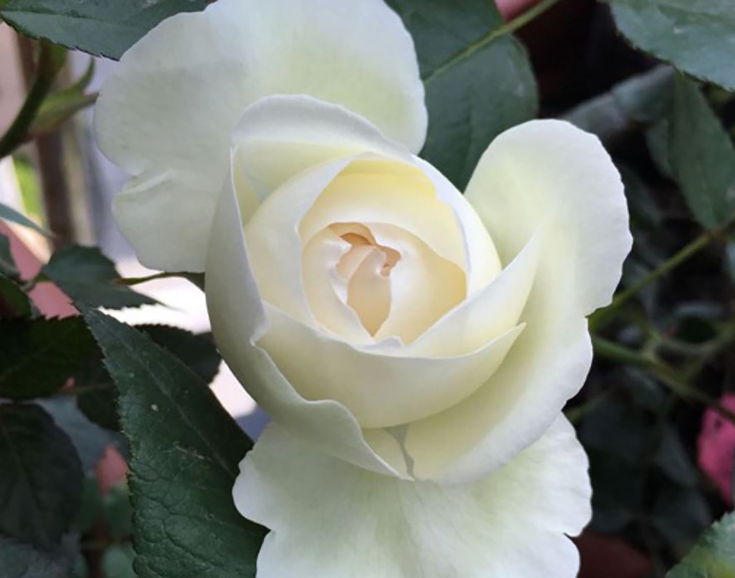 White Eden Climber 白色龙沙宝石,Non-Grafted/Own Root