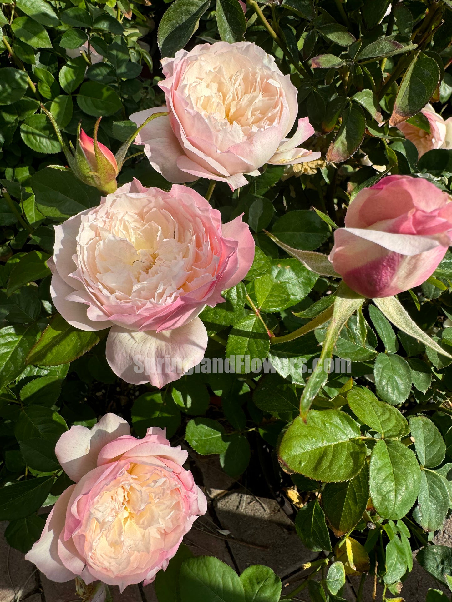 #SPJ093,extremely similar to Le Rire 乐咲, Japanese Florist Shrub Rose. Strong Fragrance,Thornless, Heat-tolerant, disease-resistant, Non-Grafted/Own Root.