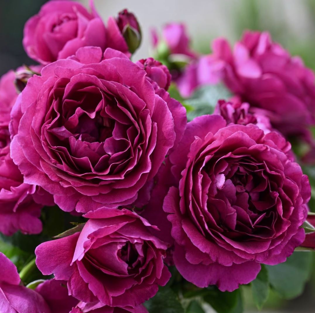 #SPJ138,NEW ! 2023. Extremely Similar to Le Temps Des Cerises 樱桃时节,Japanese Floribunda Rose, Non-Grafted/Own Root.