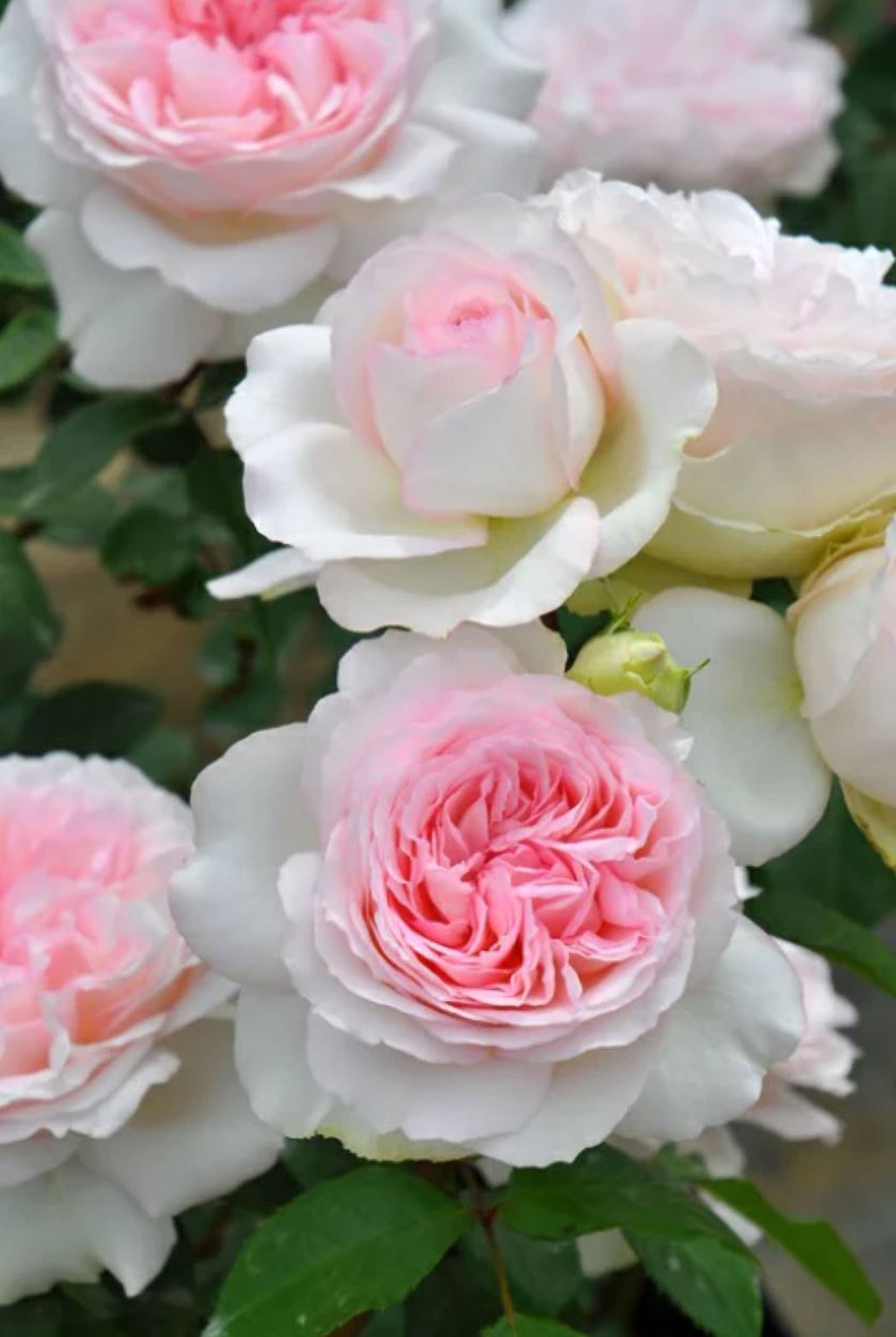 #SPJ133, Roxanne 罗克珊/黎明, Japanese Floribunda Rose, Non-Grafted/Own Root.