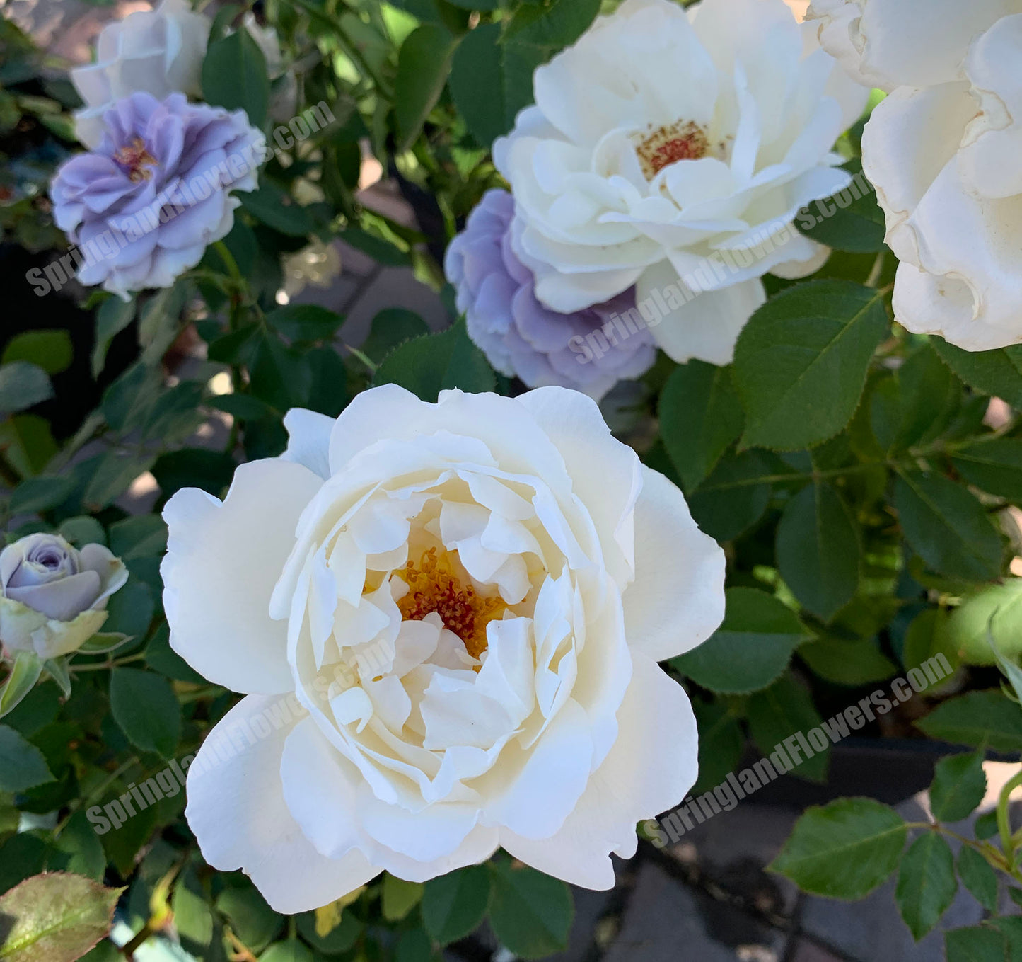 #SPJ089,Neoantique Cygne 新天鹅古董, Japanese Florist Shrub Rose, Non-Grafted/Own Root.