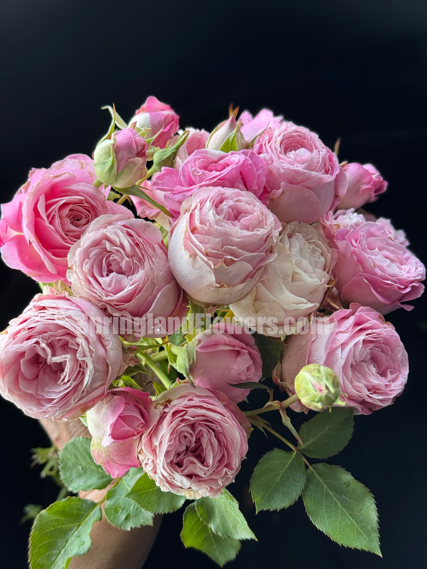 #SPJ197, La Boum 初吻(河本 ), Japanese Floribunda rose.