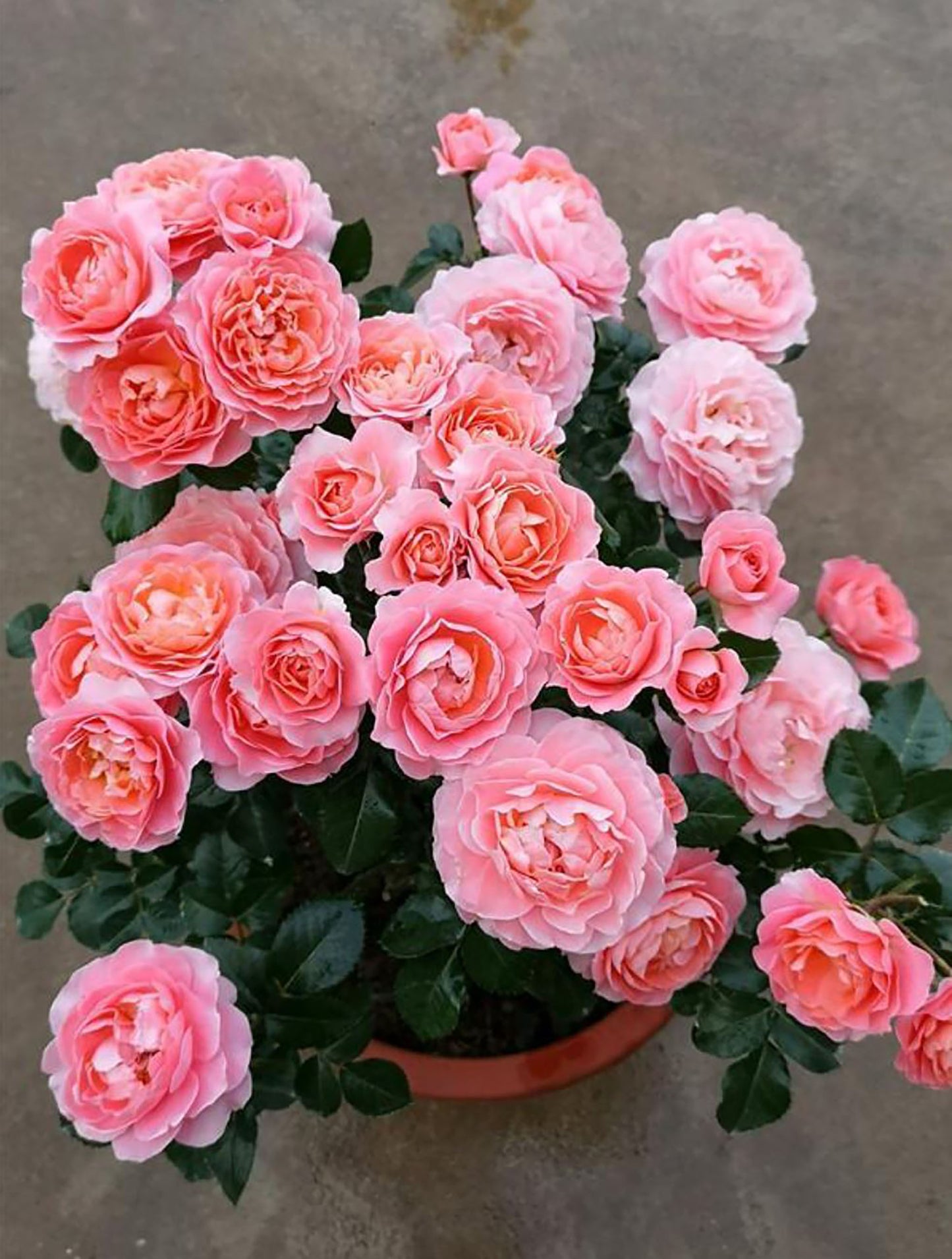 Fragrance King Terrazza 芳香王阳台/香香公主,Floribunda Rose, Non-Grafted/Own Root.