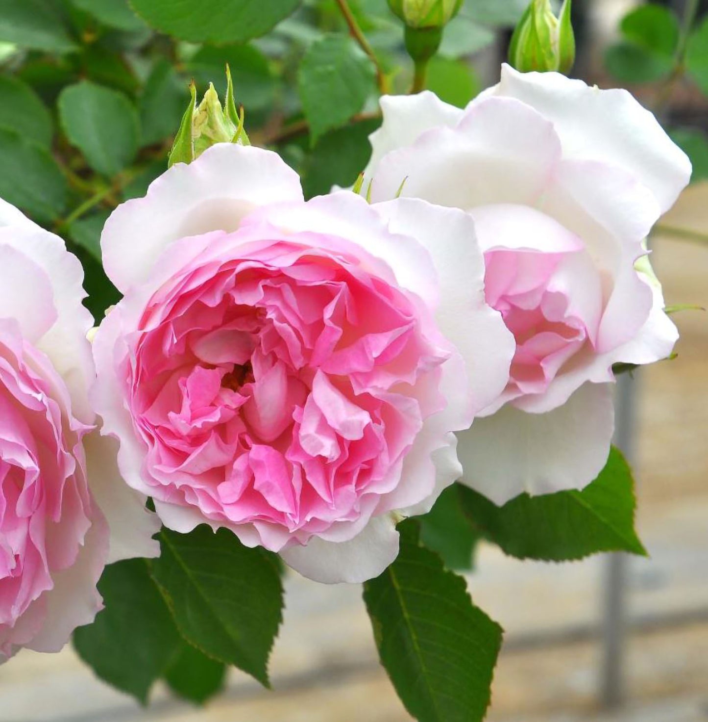 #SPJ162, NEW! Martha 玛莎, Japanese Climbing Rose, Non-Grafted/Own Root.