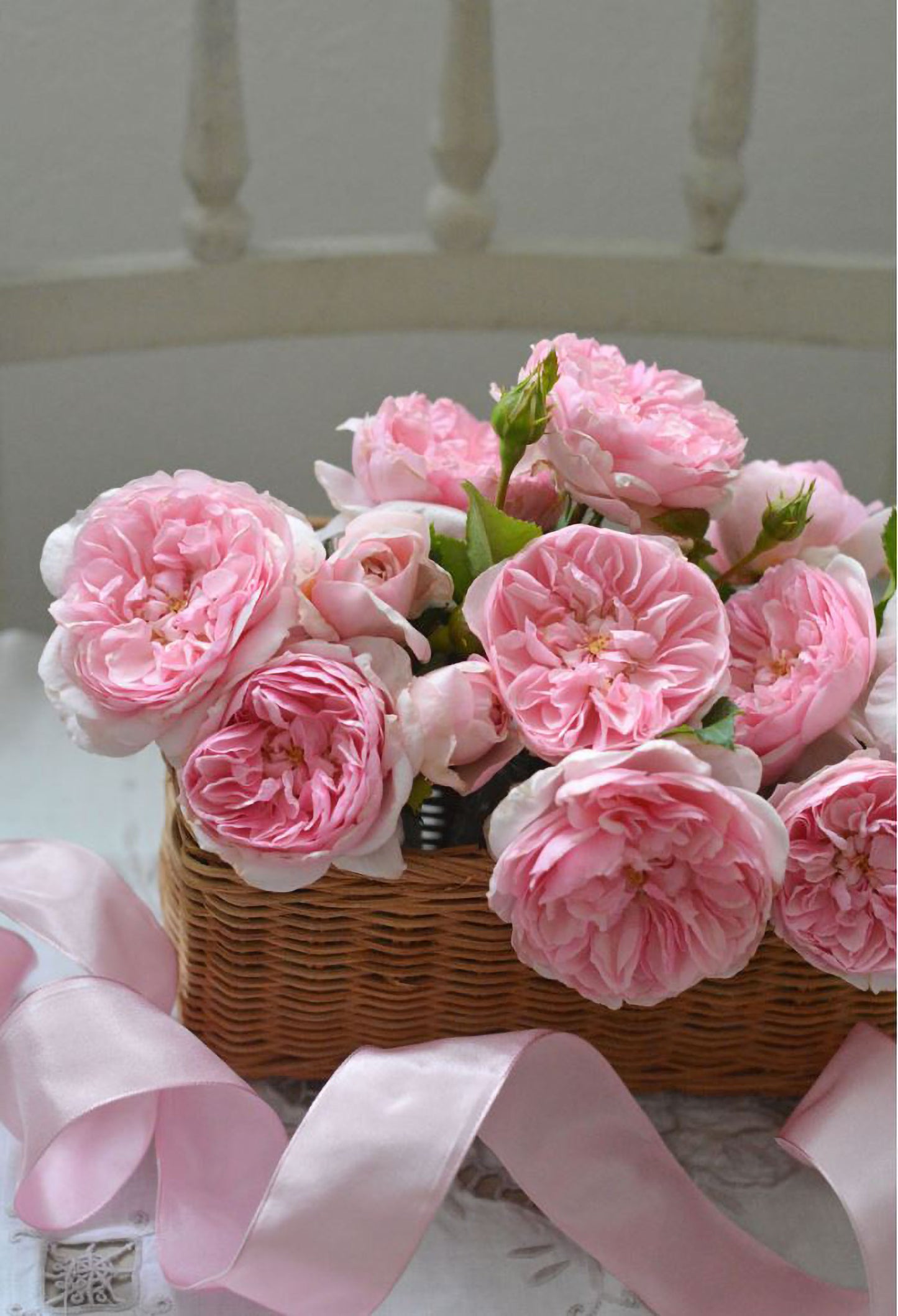 #SPJ139,Ruban 河本丝带,Japanese Floribunda Rose, Non-Grafted/Own Root.