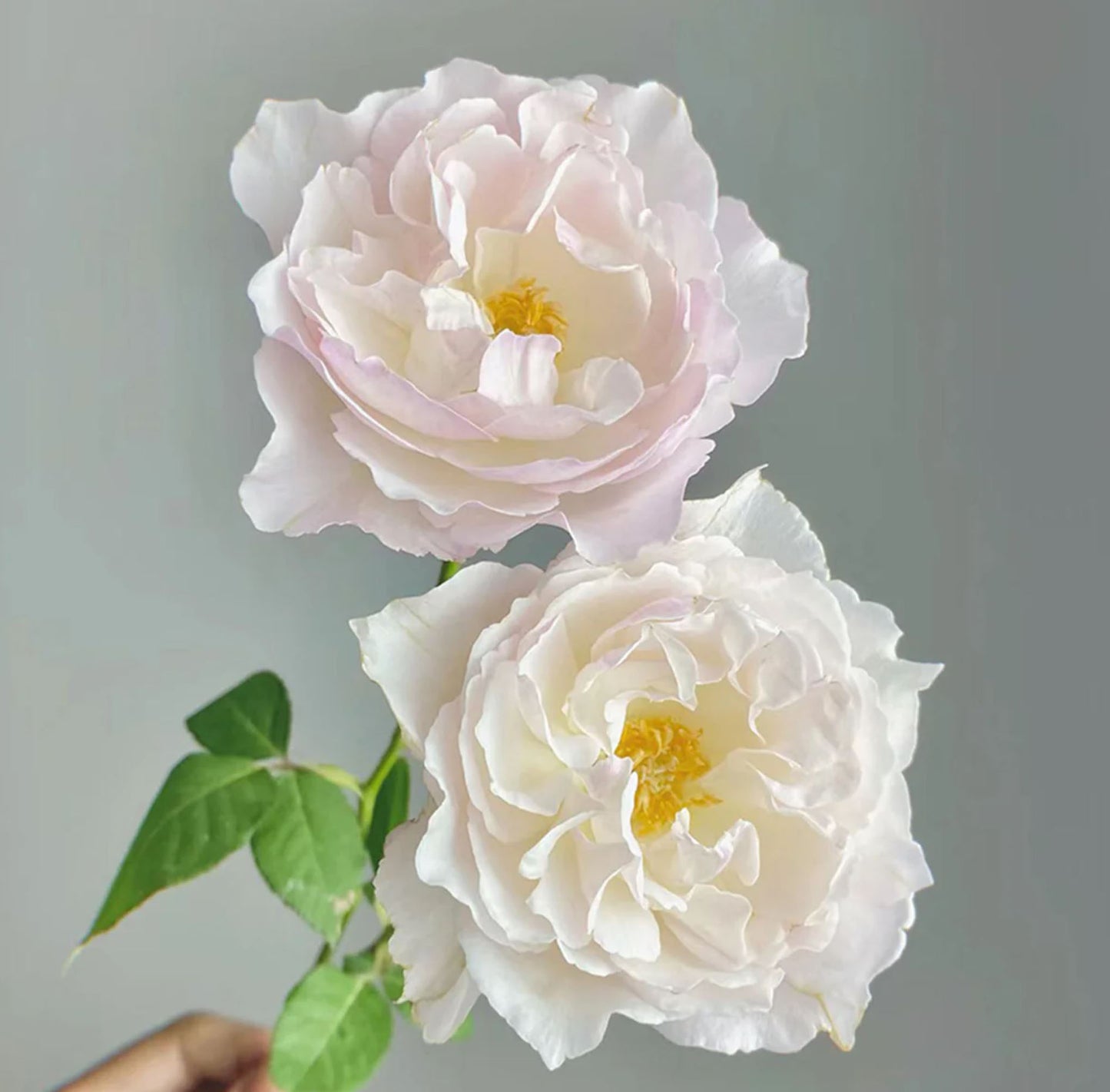 #SPJ096, Princess Tenko 天宫公主,Japanese Shrub Rose , Strong Fruity Sweet Fragrance, Large, Non-Grafted/Own Root.