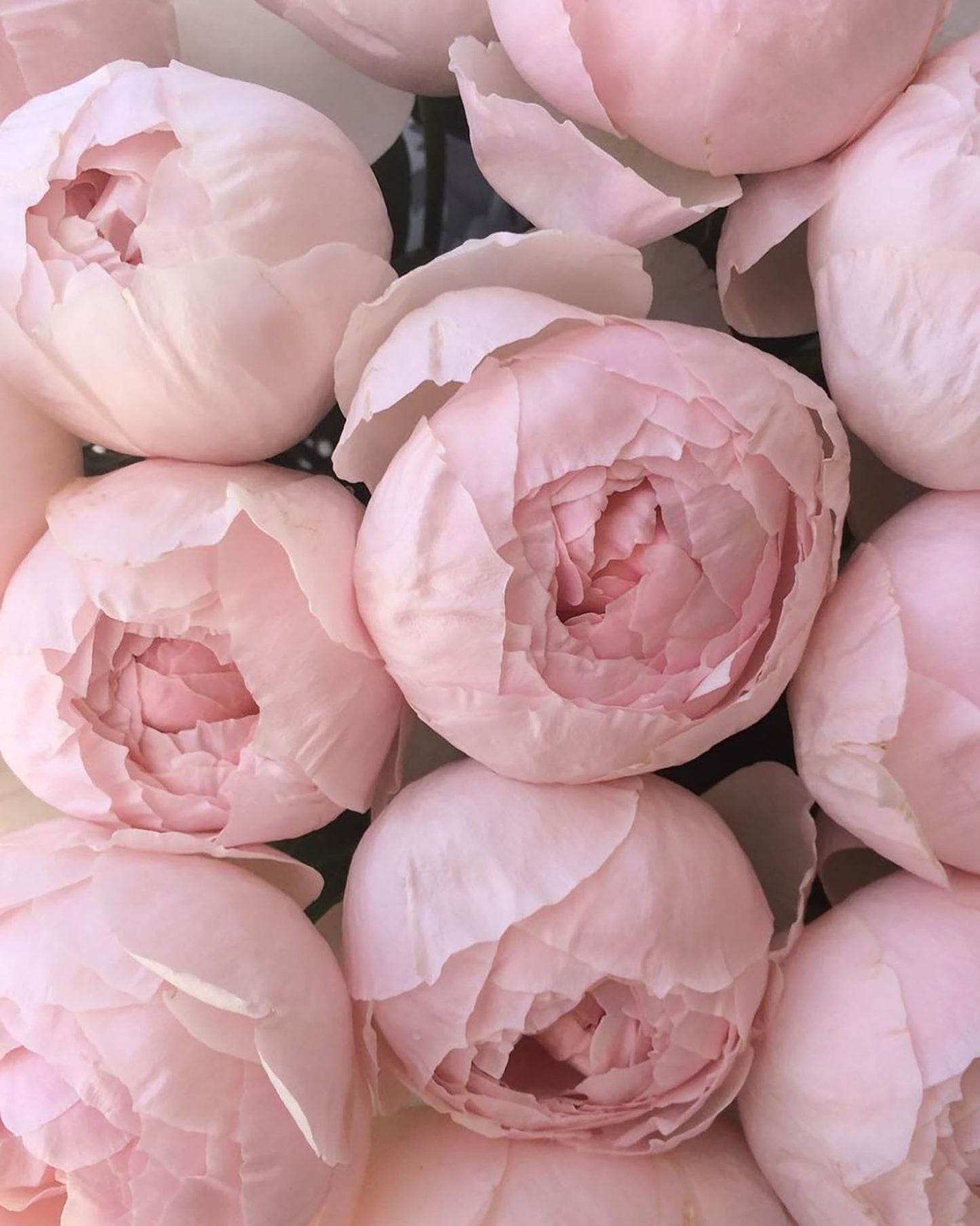 Peony Pink 芍药粉,Shrub Rose, Non-Grafted/Own Root.