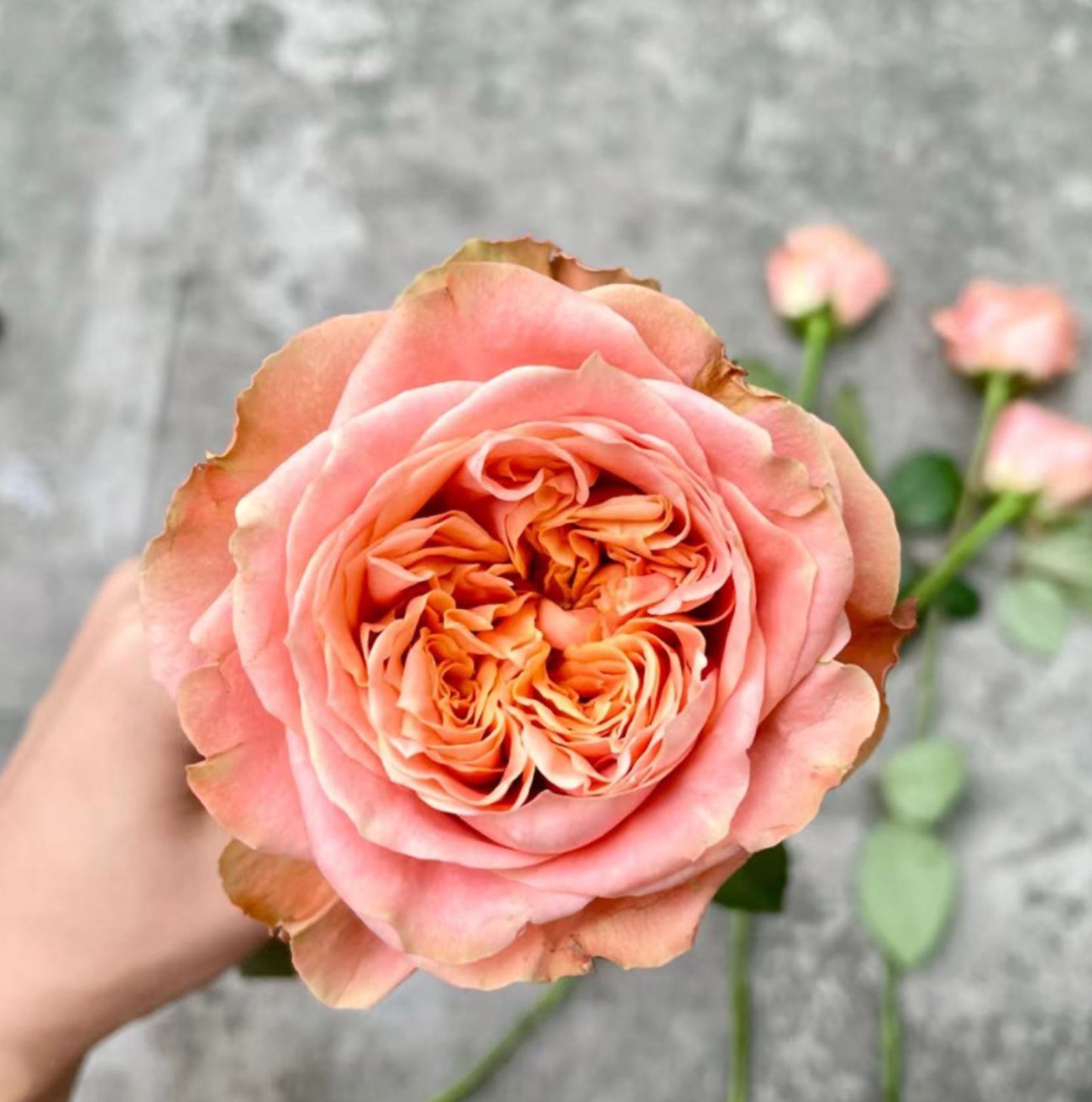 #SPN163,Funky Peach 方可桃,Florist Cutting Rose,Non-Grafted/Own Root.