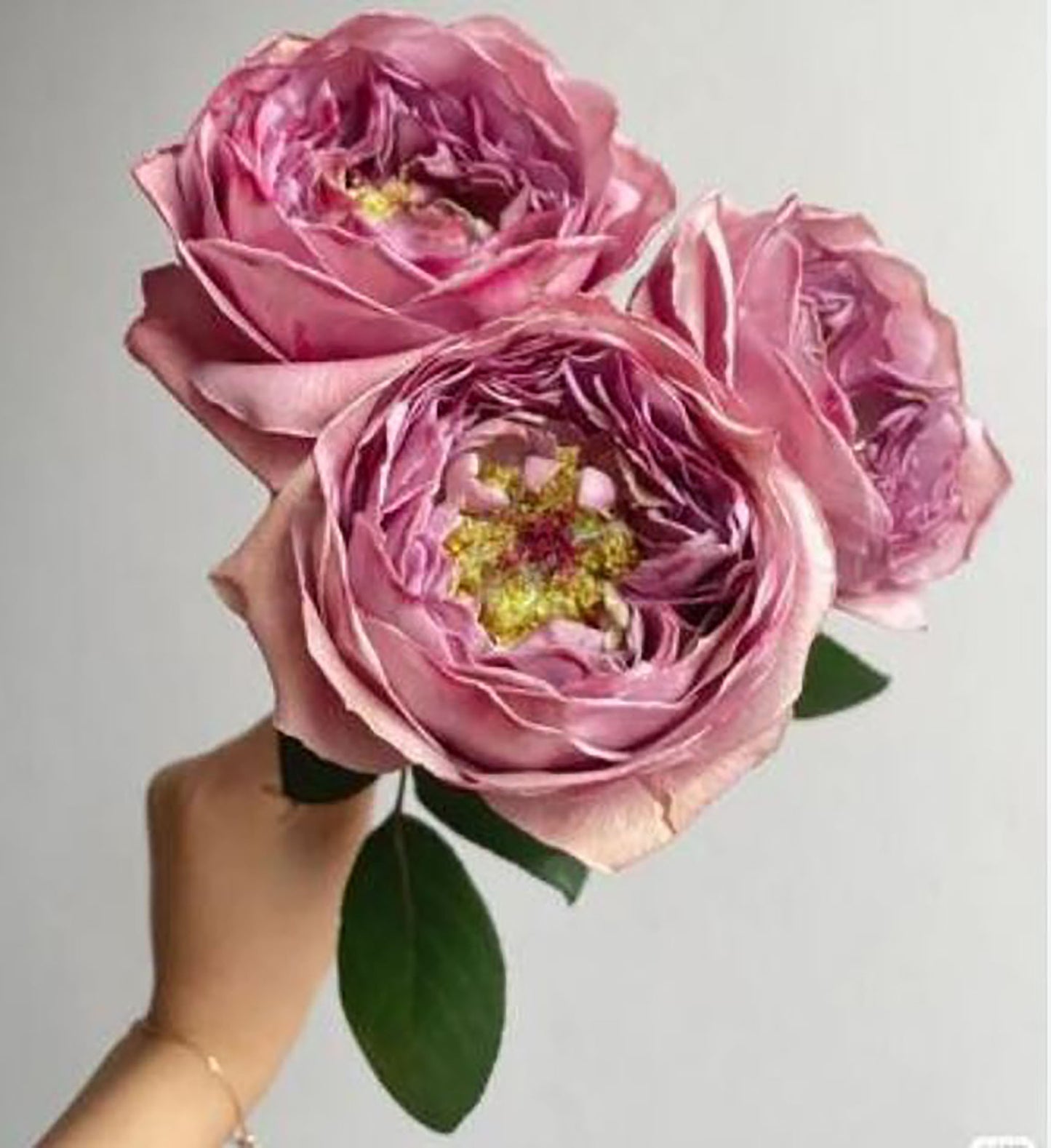 #SPJ184,Pablo Vase 蓝瓷花瓶 ヴァーズ, Japanese Shrub Rose.