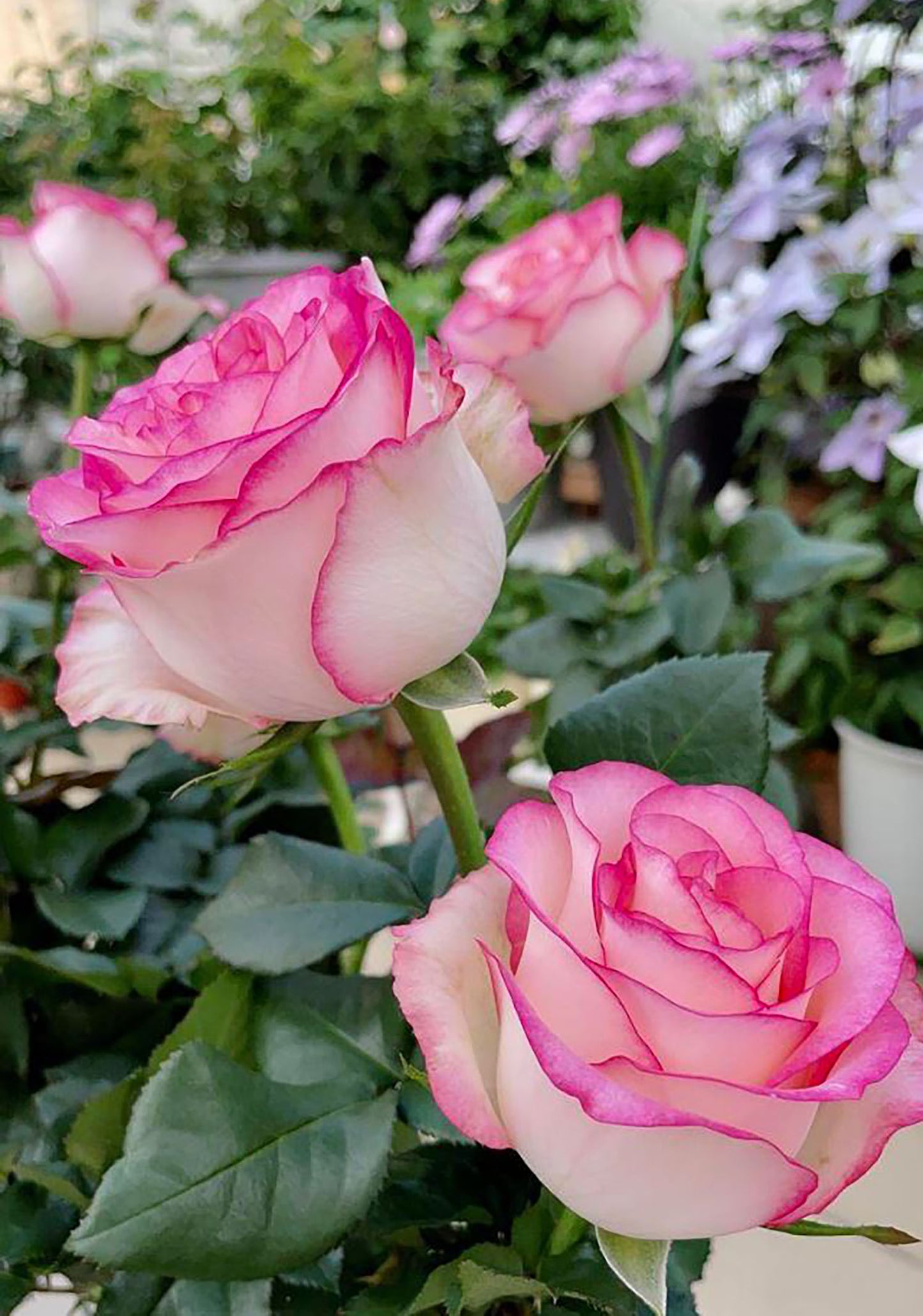 #SPN076, Jumilia 艾莎 ,Florist Shrub Rose, Non-Grafted/Own Root.