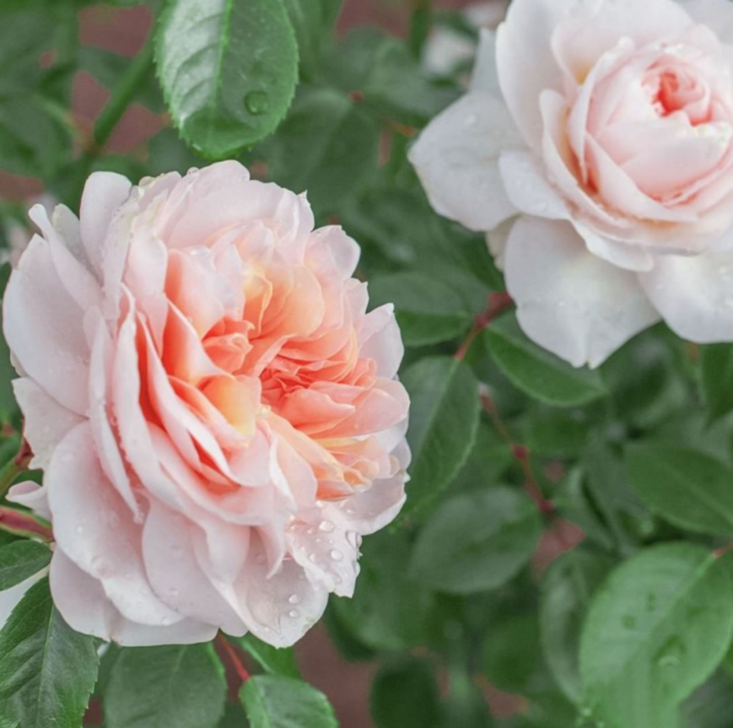 Sabrina 萨布丽娜, Climbing Rose,Non-Grafted/Own Root.