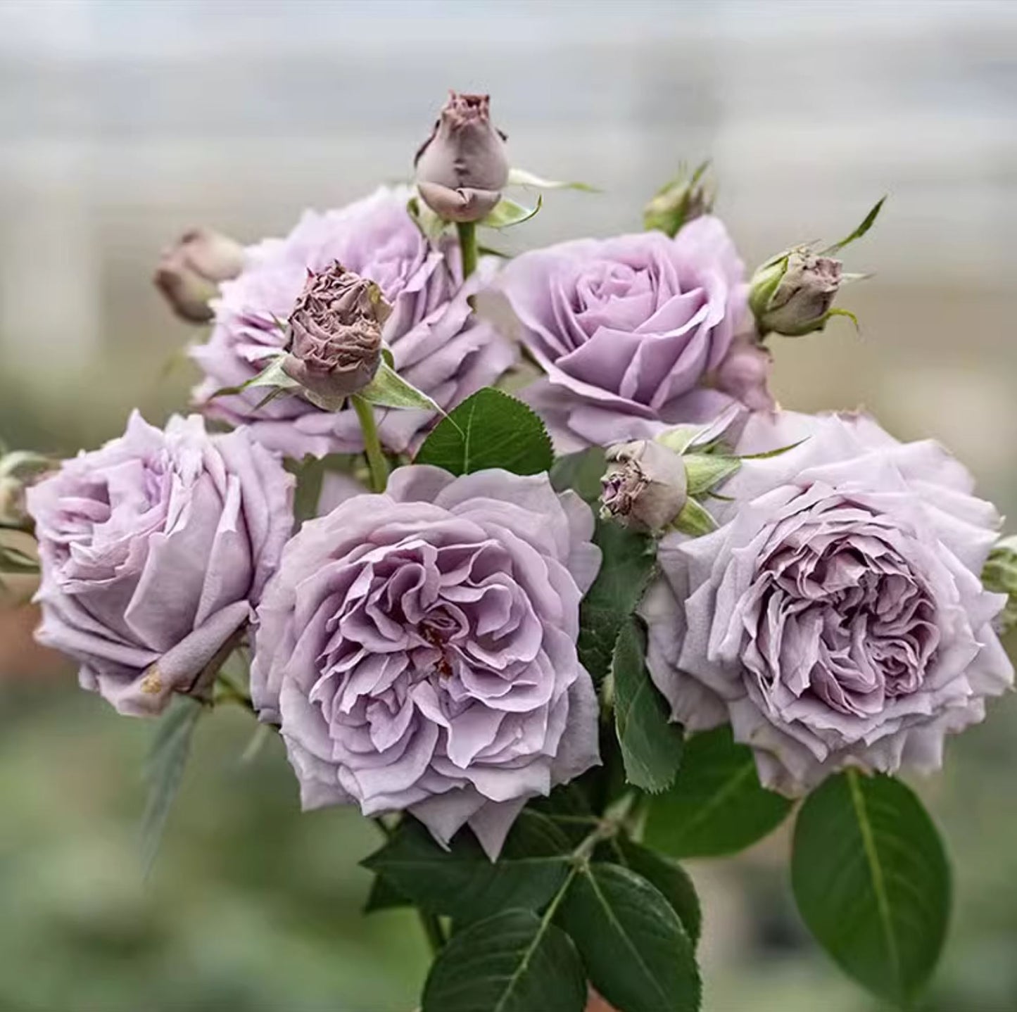 Lavender Moonlight 紫月光,Chinese Floribunda Rose, Non-Grafted/Own Root.