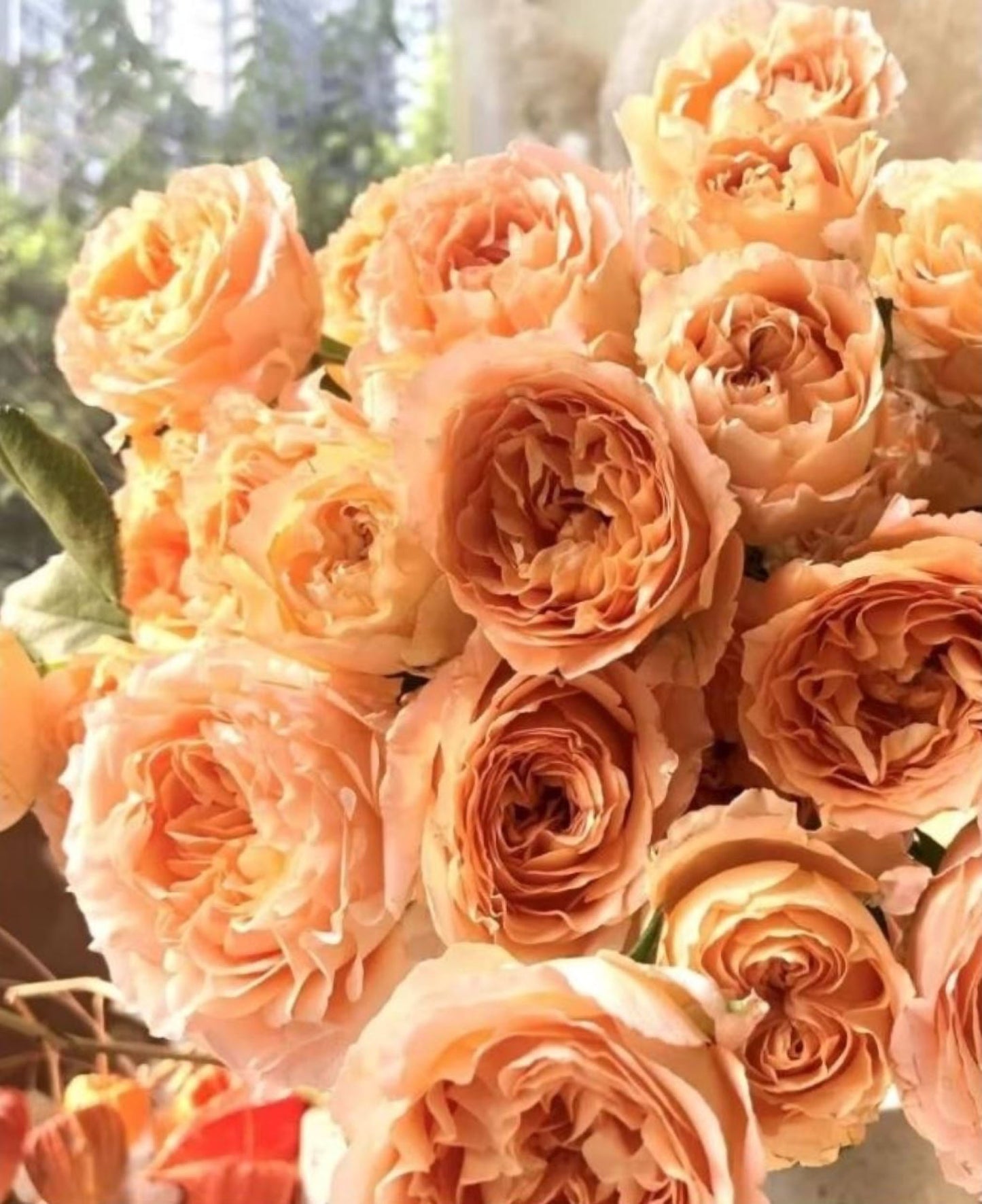 #SPN123,extremely similar to Apricot Lace 杏色蕾丝, Netherlands Florist Shrub Rose,Heat-tolerant, Non-Grafted/Own Root.