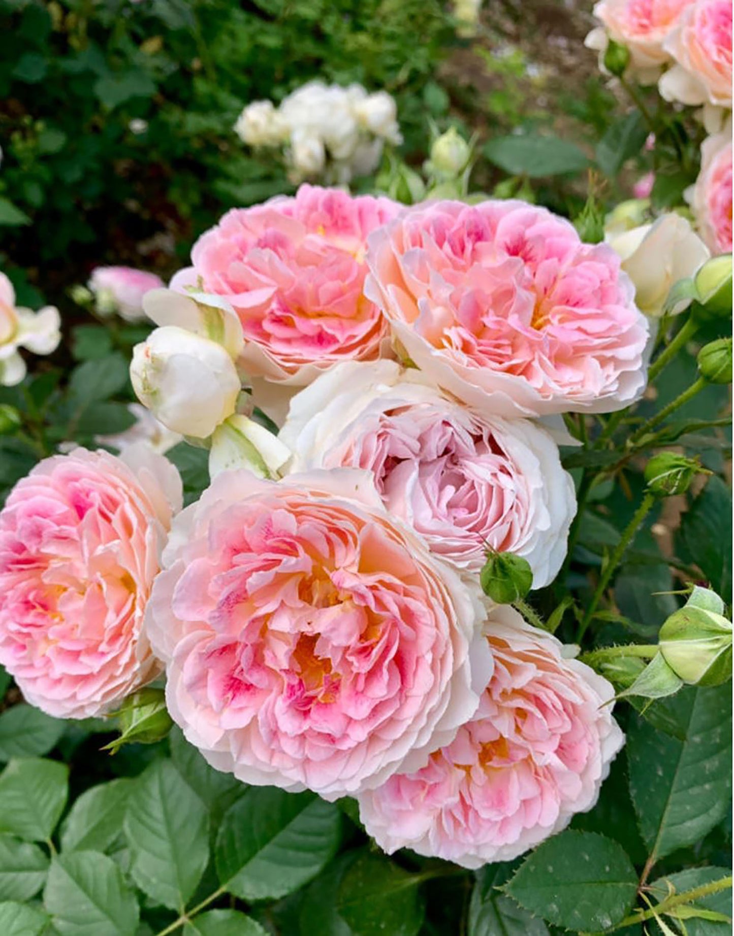 Holiday Island Guernsey 根西/假日岛芍药, Pink Shrub Rose, Upright, Non-Grafted/Own Root.