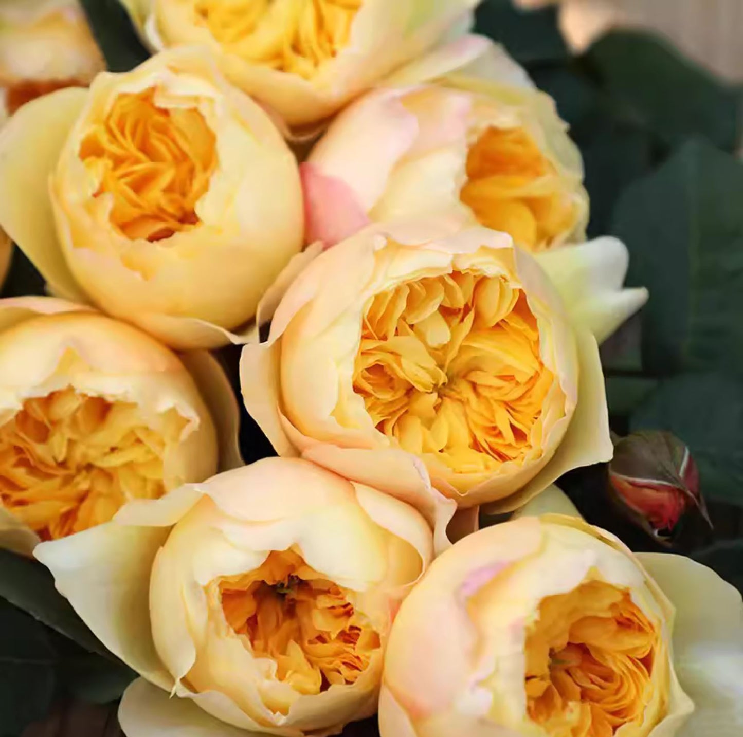 Bird's Whisper 雀啾 , Shrub Rose, Long Blooming Period, Resilience To High Humidity And Heat,Strong Disease Resistance, Own Root.
