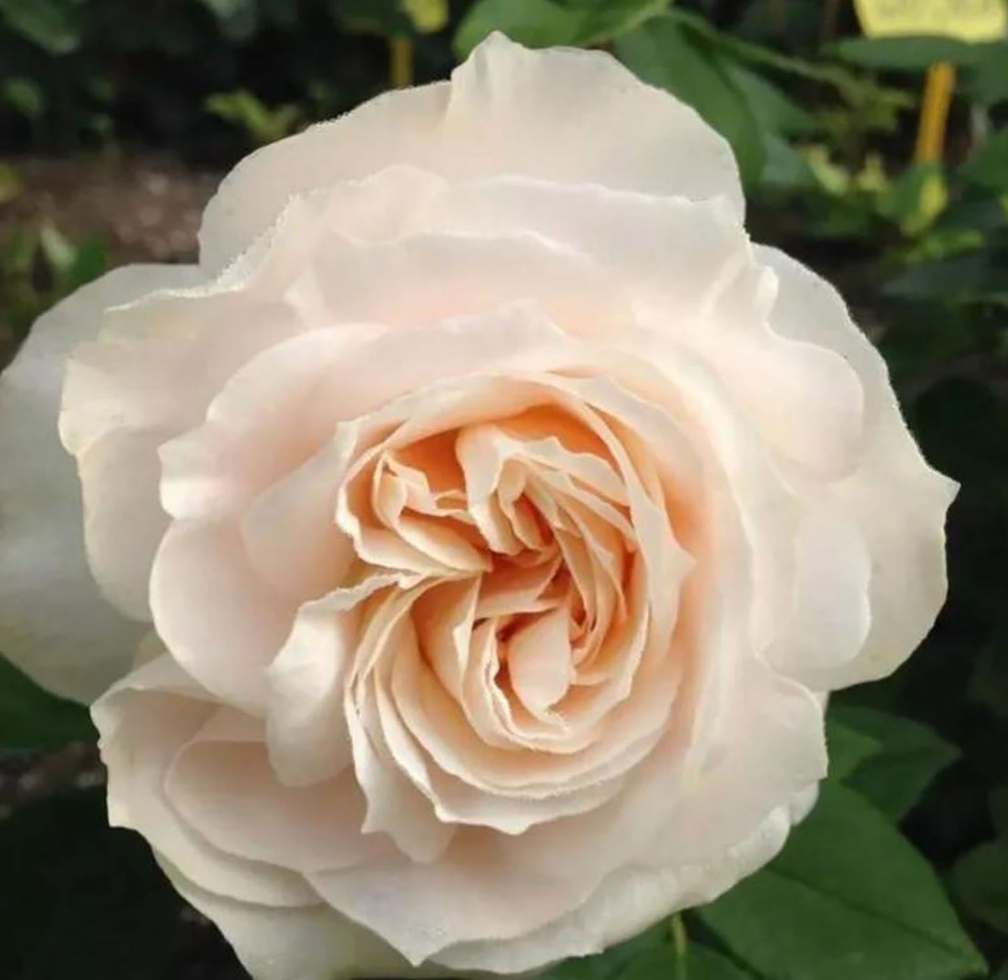 Royal Diva/Opera Queen 皇家迪瓦/歌剧皇后,Shrub Rose, Non-Grafted/Own Root.