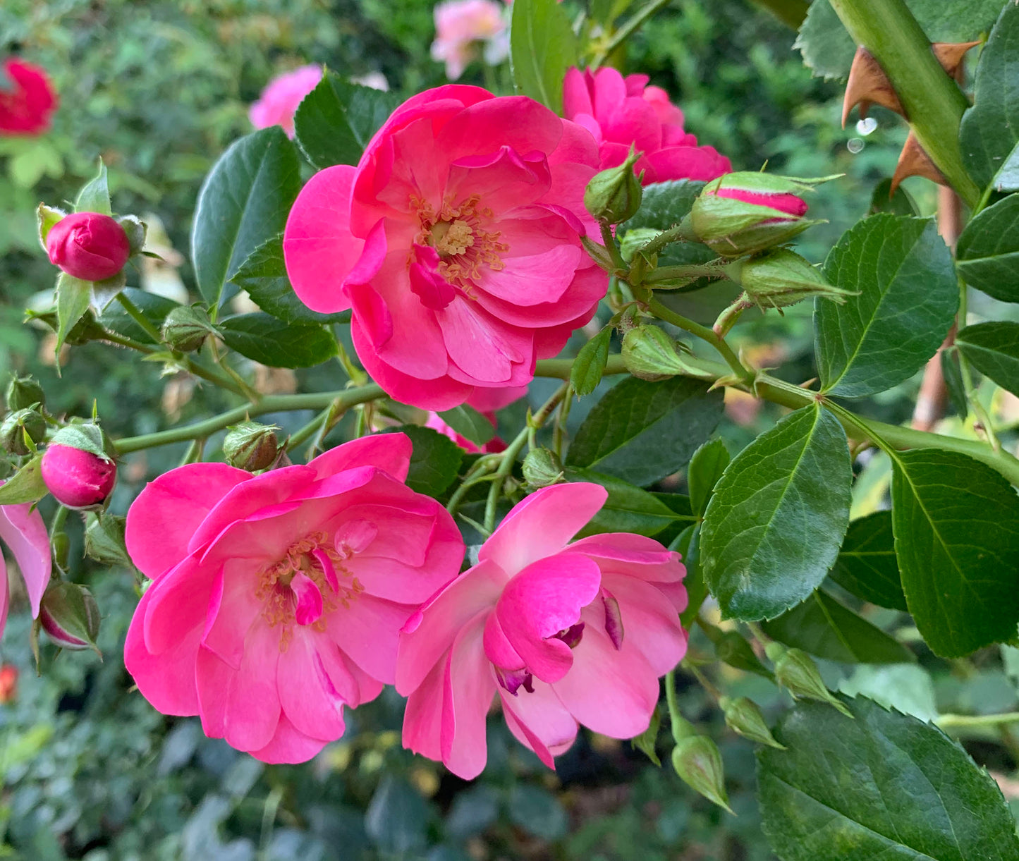 #SPG006 ,Angela 安吉拉, Floribunda, Climbing Rose. Non-Grafted/Own Root.