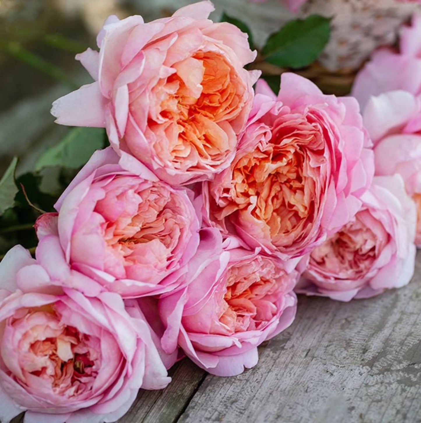 #SPC239,Tao Ran 桃染, Chinese Shrub Rose.