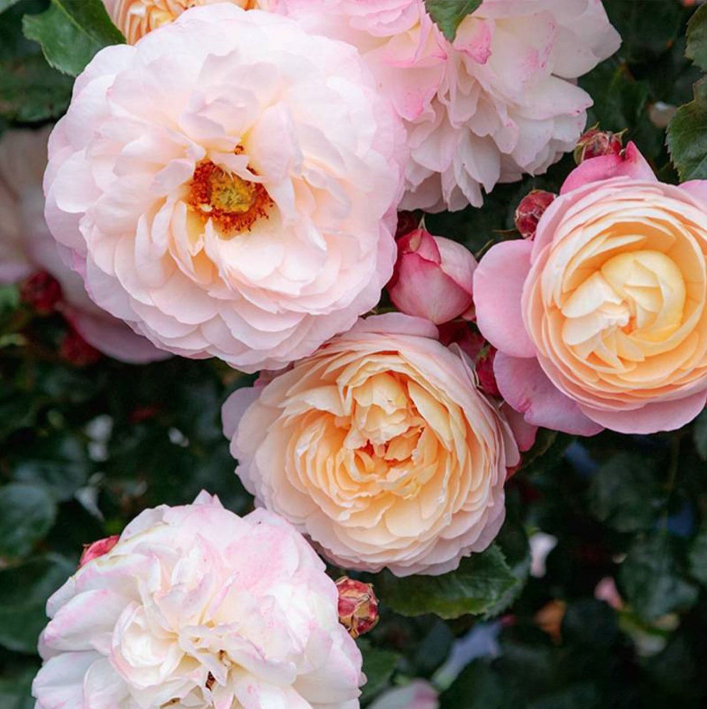 #SPF125,Extremely Similar to David Hockney 彩笔浪漫,Climbing & Shrub Roses, Non-Grafted/Own Root.