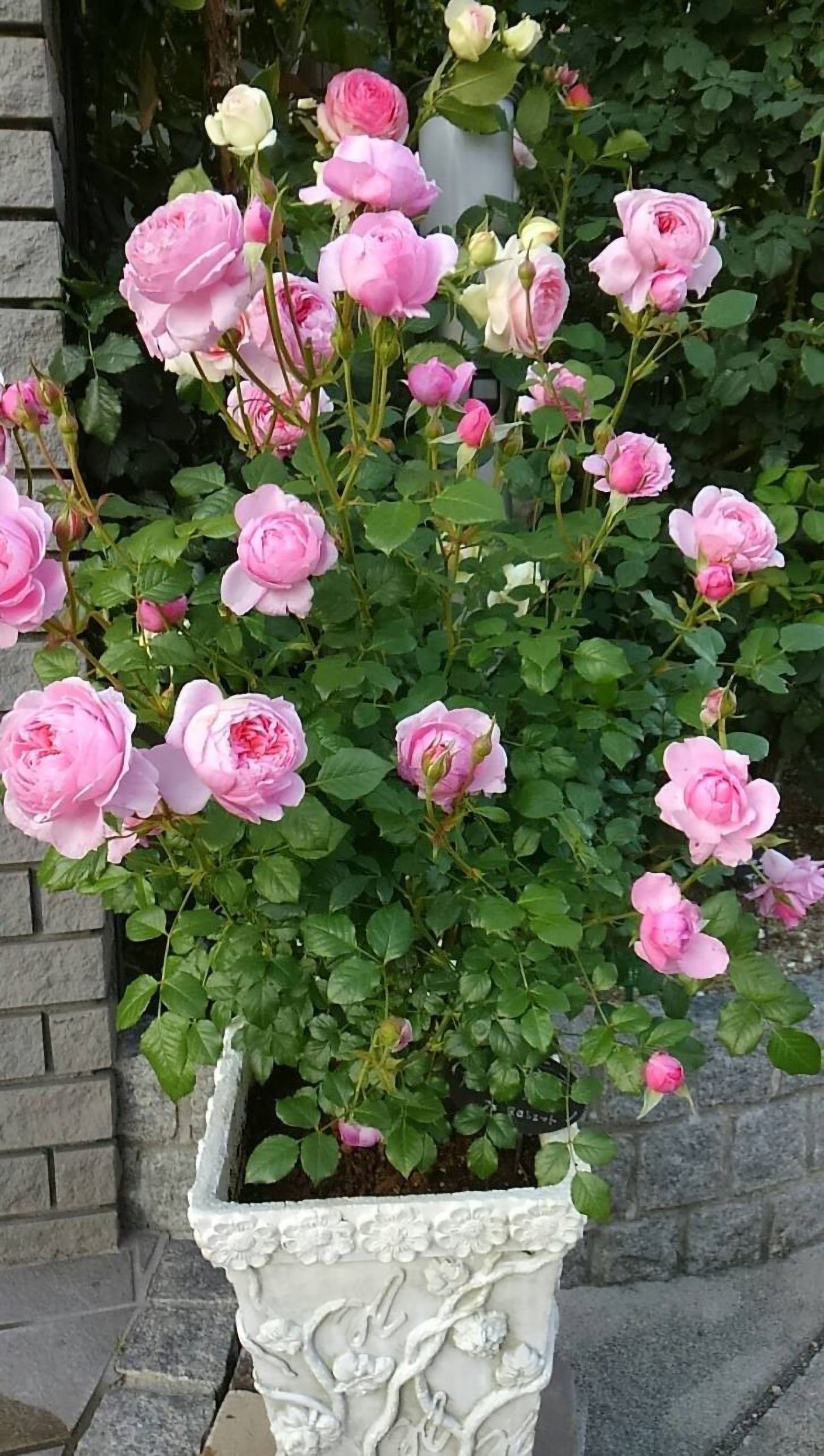 #SPJ159,Fée Clochette 铃之妖精, Floribunda Rose, Non-Grafted/Own Root.Yearlong flower buds. Perfect for small gardens.