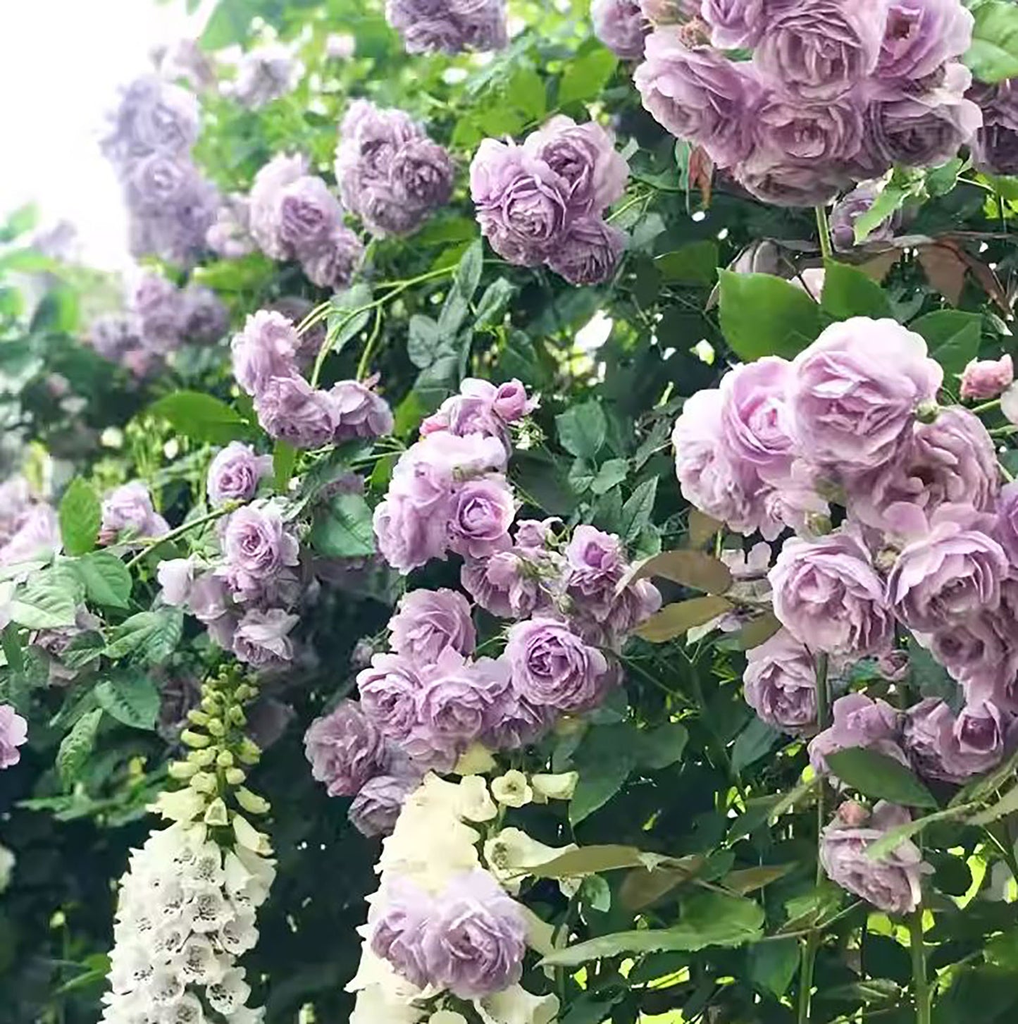 #SPJ108, Lavender Bouquet 薰衣草花环, Japanese Climbing Rose, Thornless, Non-Grafted/Own Root.