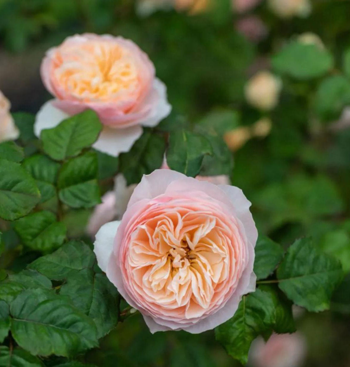 #SPC215, HanXian 涵仙,Climbing and Shrub Rose, Non-Grafted/Own Root.