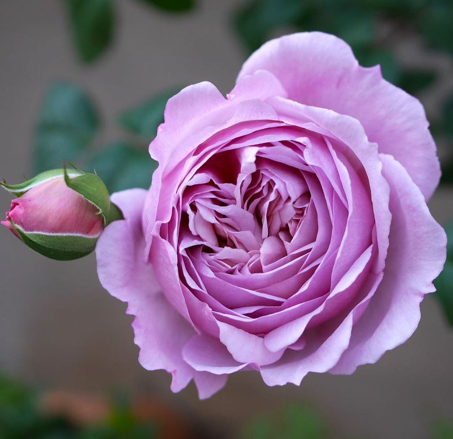 #SPJ136,Karen 卡伦/紫琪,Japanese Florist Shrub Rose. Heat-tolerant, disease-resistant,Non-Grafted/Own Root.