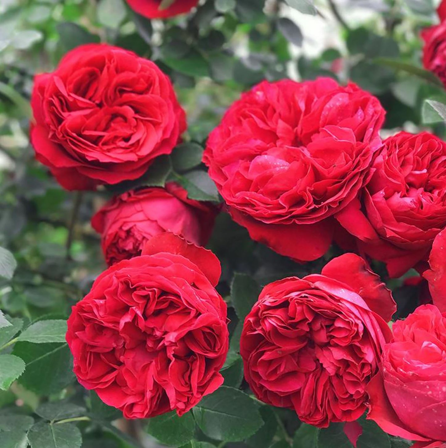 Red Eden 红色龙沙, Climbing Rose, Non-Grafted/Own Root.