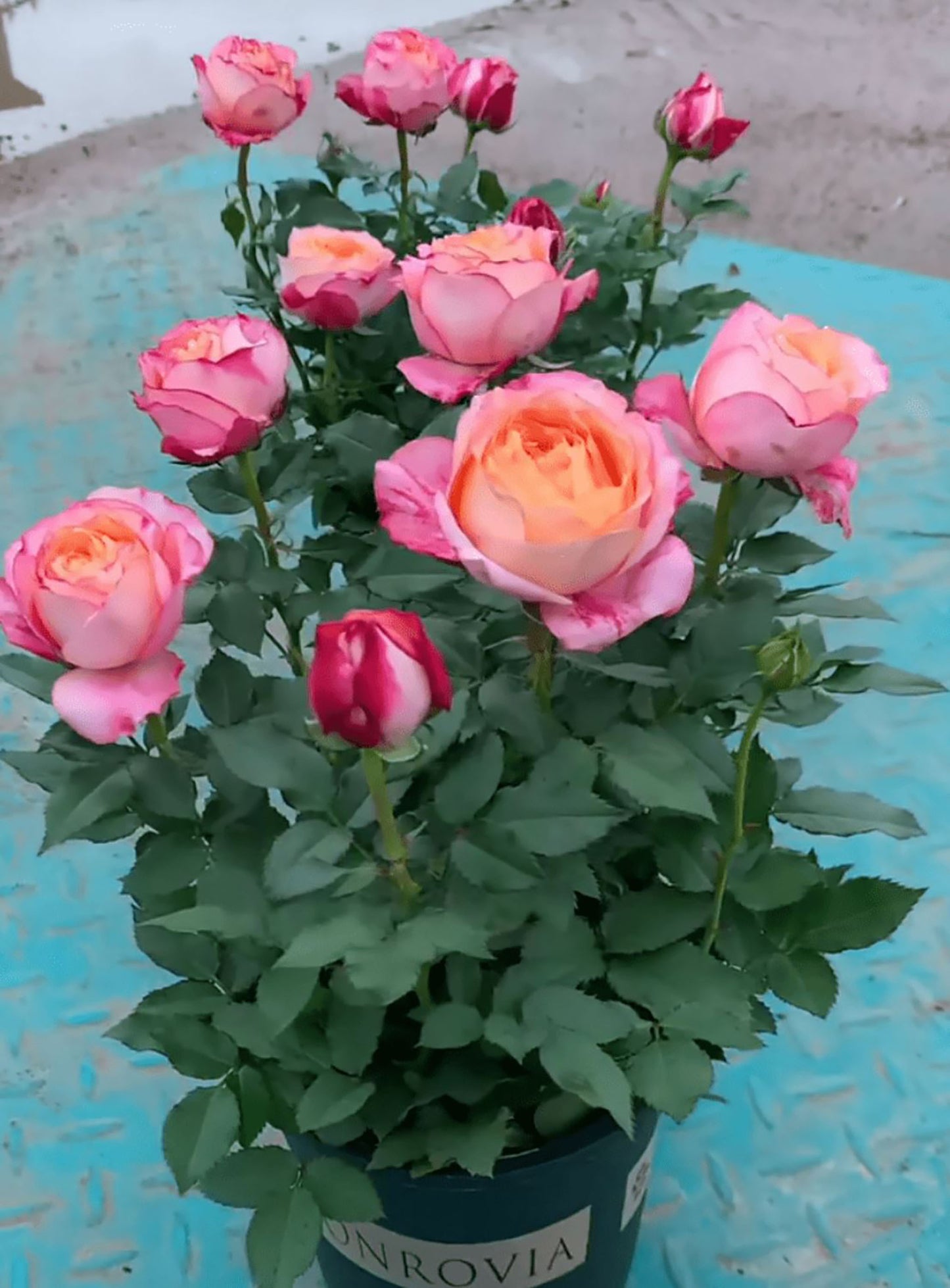 #SPC205,Expanse of Blossom 梦幻美人/大花美人, Chinese Shrub Rose, Non-Grafted/Own Root.