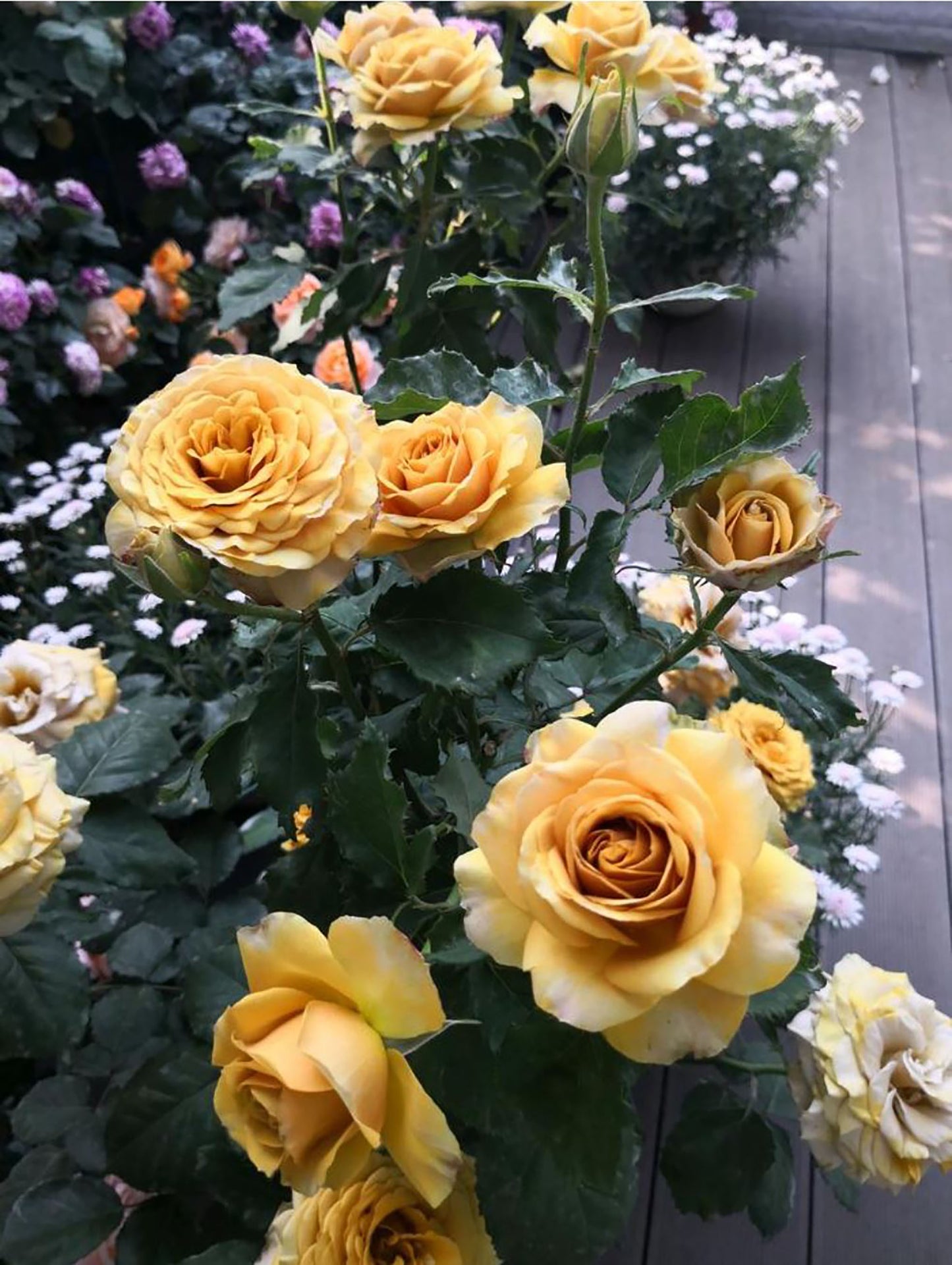 #SPJ185,Pine Dream 松之梦 ,Japanese Shrub Rose, Non-Grafted/Own Root.