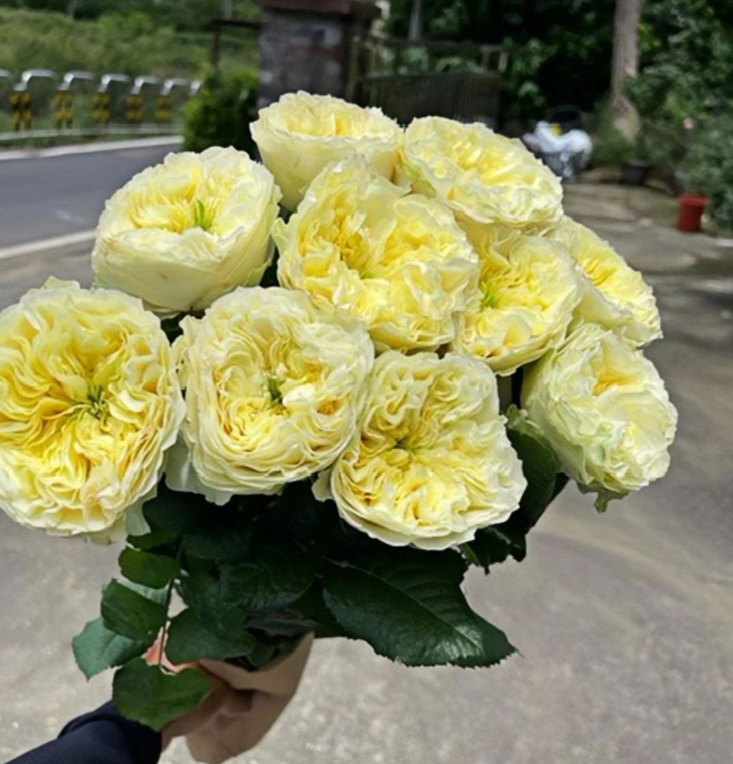 #SPN226, Solsbury Hill Rose 索尔斯伯里山, Florist Shrub Rose, Heat-tolerant, disease-resistant, Non-Grafted/Own Root.