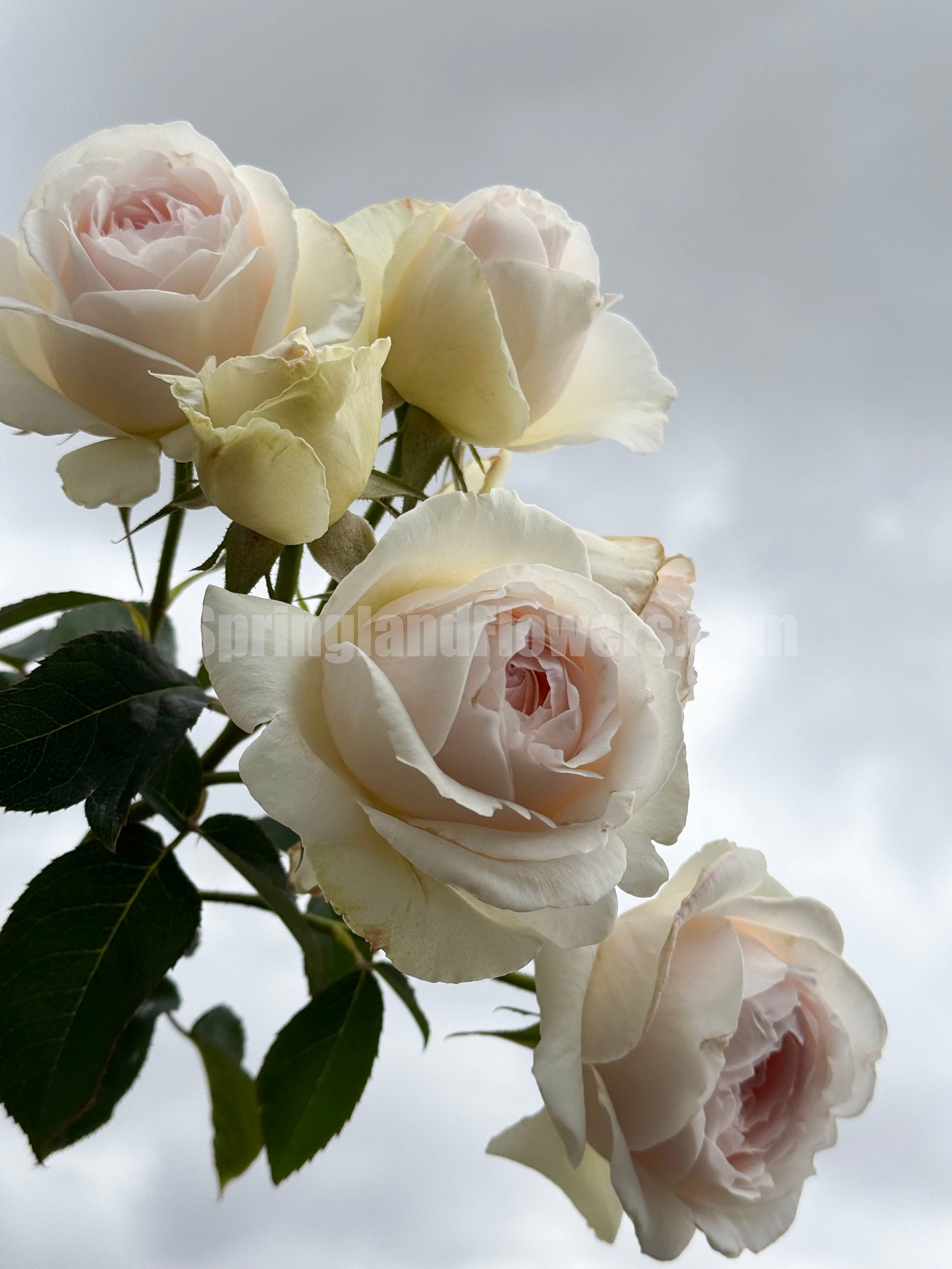 #SPJ167, Yuka 芳香之杯,Japanese Shrub Rose,Non-Grafted/Own Root.