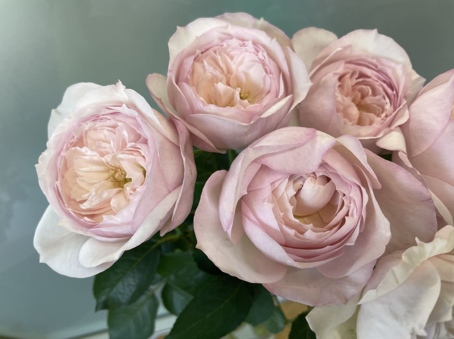 #SPJ143,Cherry Antique 樱桃古董,Japanese Shrub Rose, Non-Grafted/Own Root.
