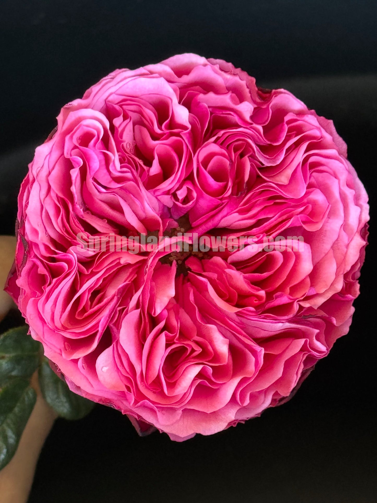 #SPF191,Extremely Similar toAudrey Fleurot 玫昂胭脂,Shrub Rose,Non-Grafted/Own Root.
