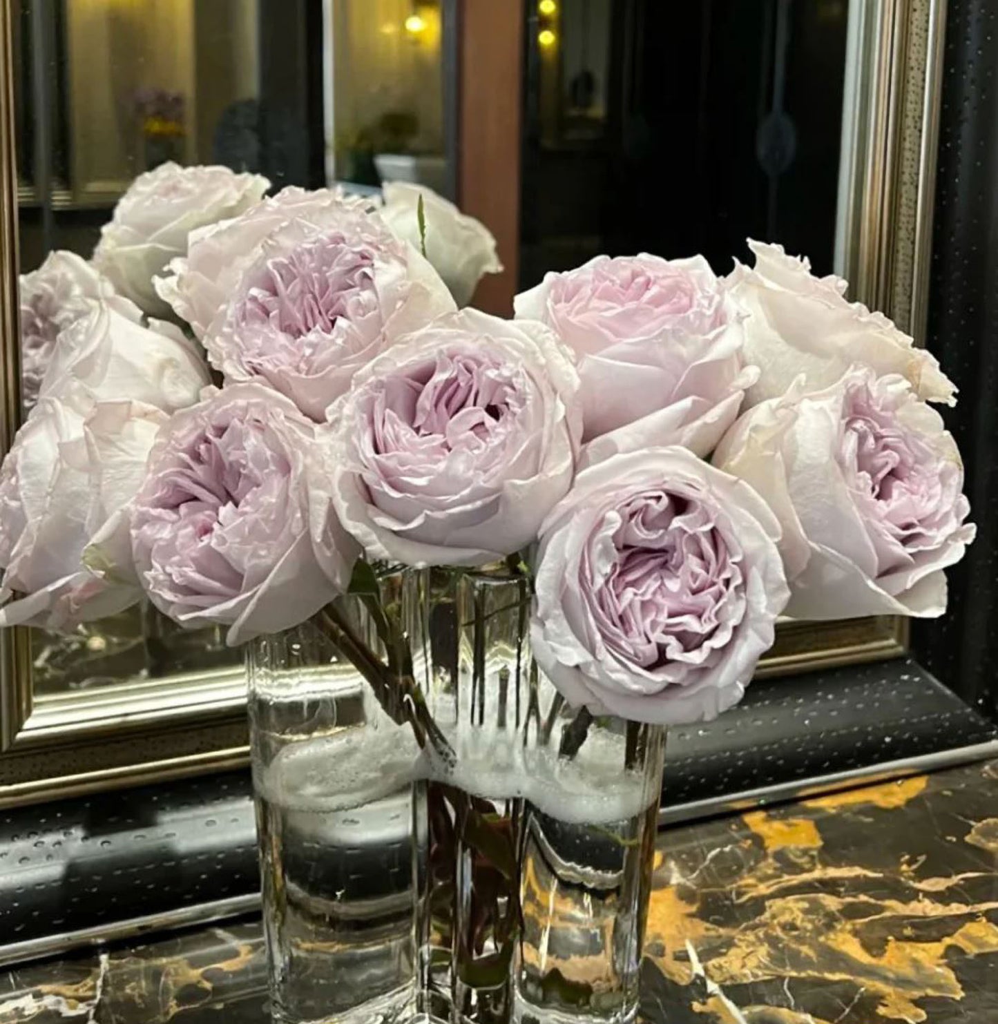#SPN130,Extremely Similar to Shades of Grey 灰色阴影, Netherlands Florist Shrub Rose.