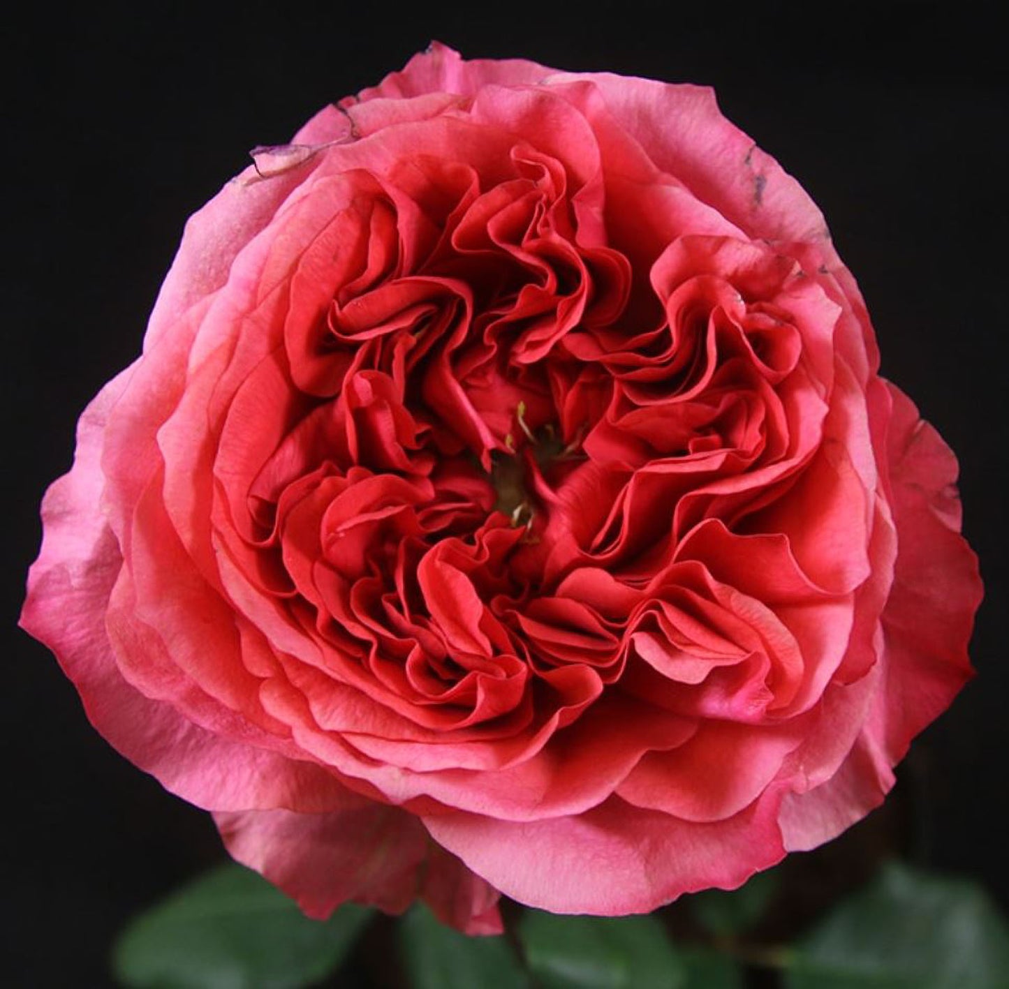 #SPN119,Extremely Similar to Dark X-pression 黑暗激情/黑暗爆炸, Florist Shrub Rose.