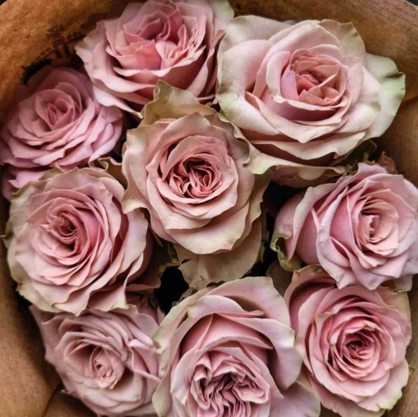#SPN149,Retro Love 复古爱情,Netherlands Florist Shrub Rose,Heat-tolerant, Non-Grafted/Own Root.