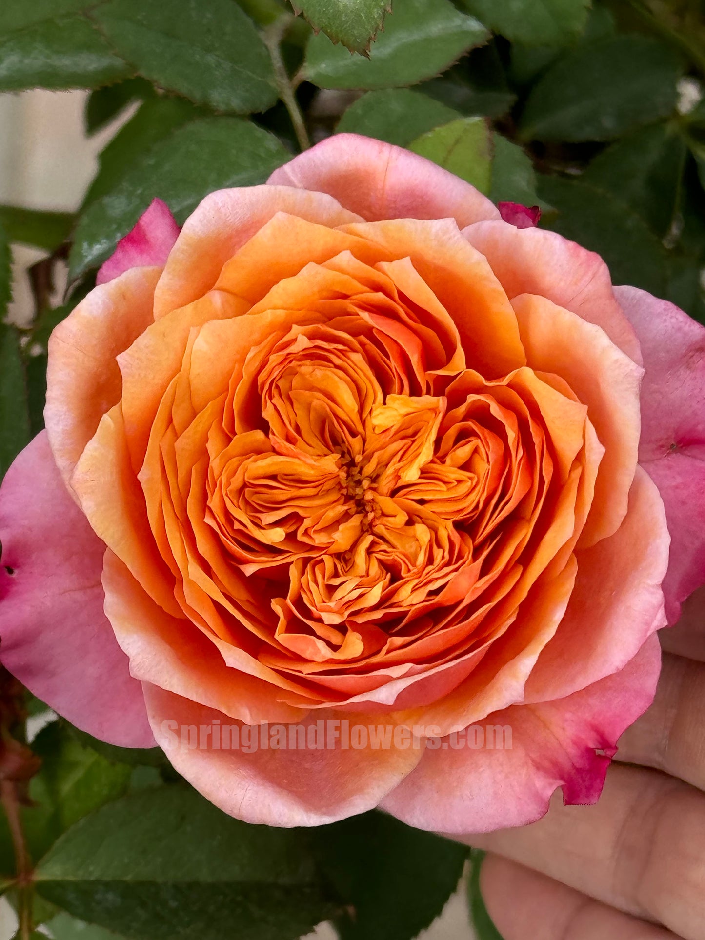#SPJ035, Miyabi 雅,Florist Shrub Rose, Non-Grafted/Own Root.