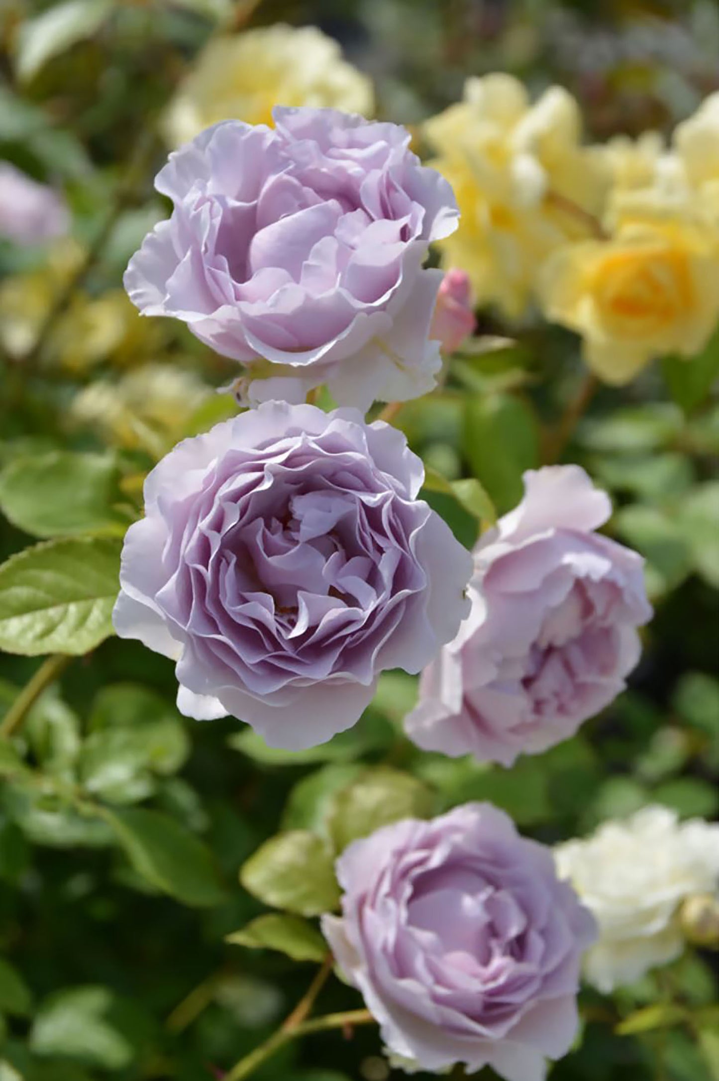 #SPJ157, NEW! Camille 卡米尔,Japanese Climbing Rose, Disease-resistant.