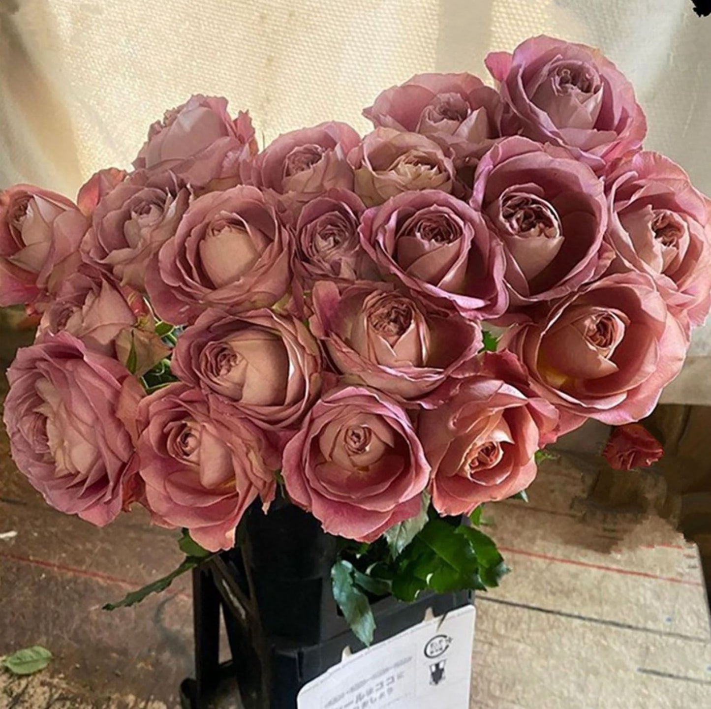 #SPJ106, Last Night on Earth 地球末夜,Japanese Shrub Rose, Non-Grafted/Own Root.