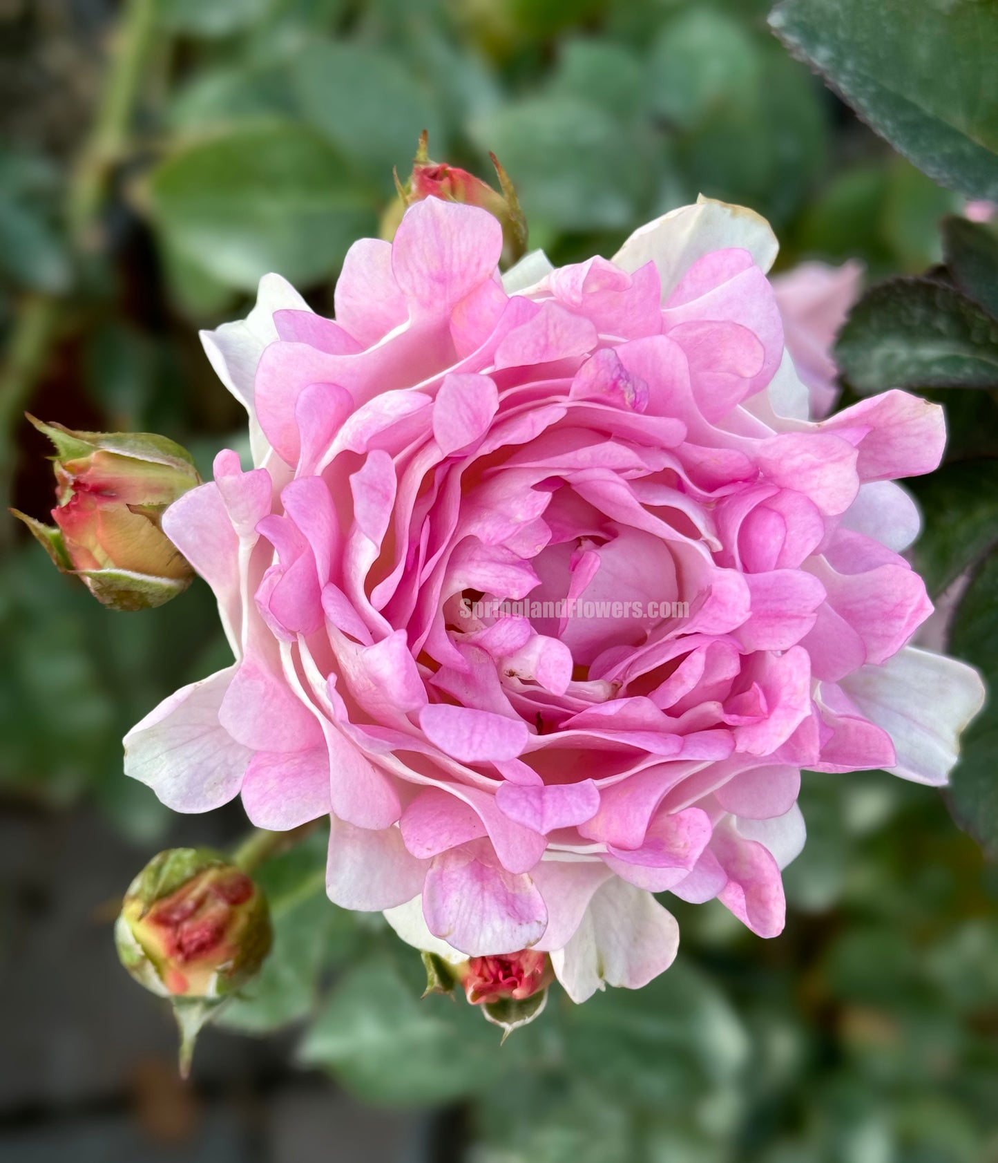 Sea Anemone 海的女儿, Shrub Rose, Non-Grafted/Own Root.